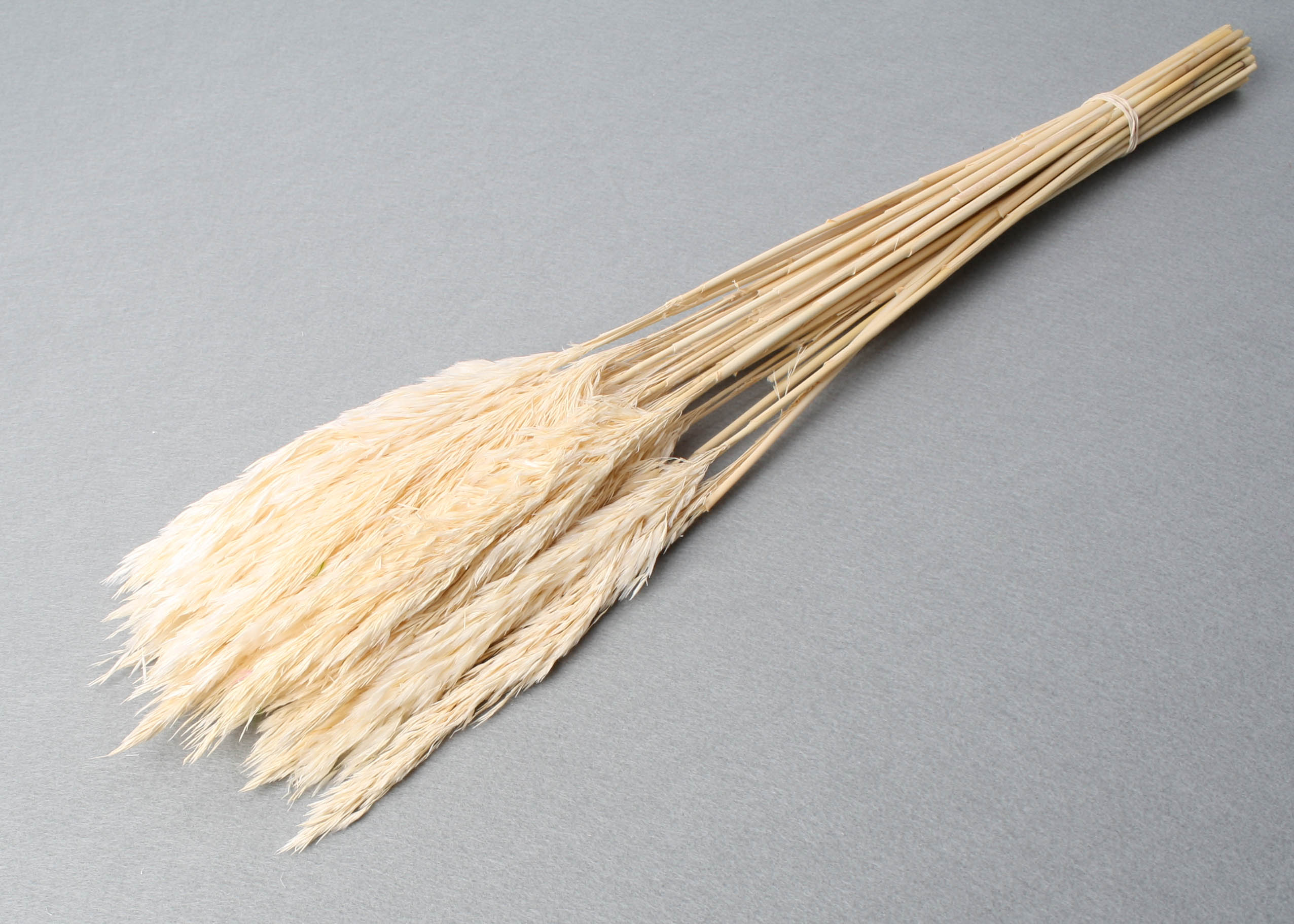 Plume Reed Mini 15-20cm HD bleached 78cm 75g