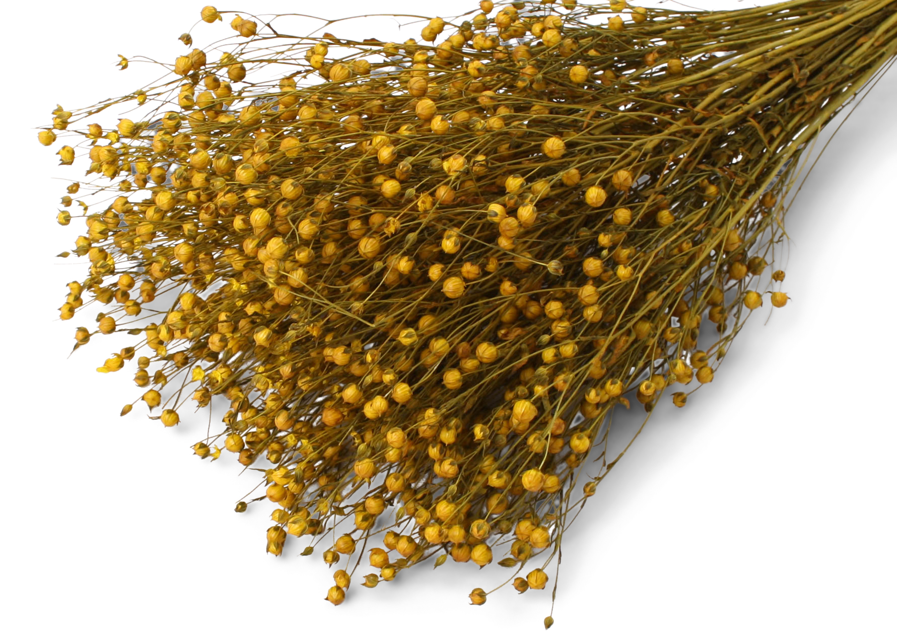 Linum Yellow 40-50cm 75g