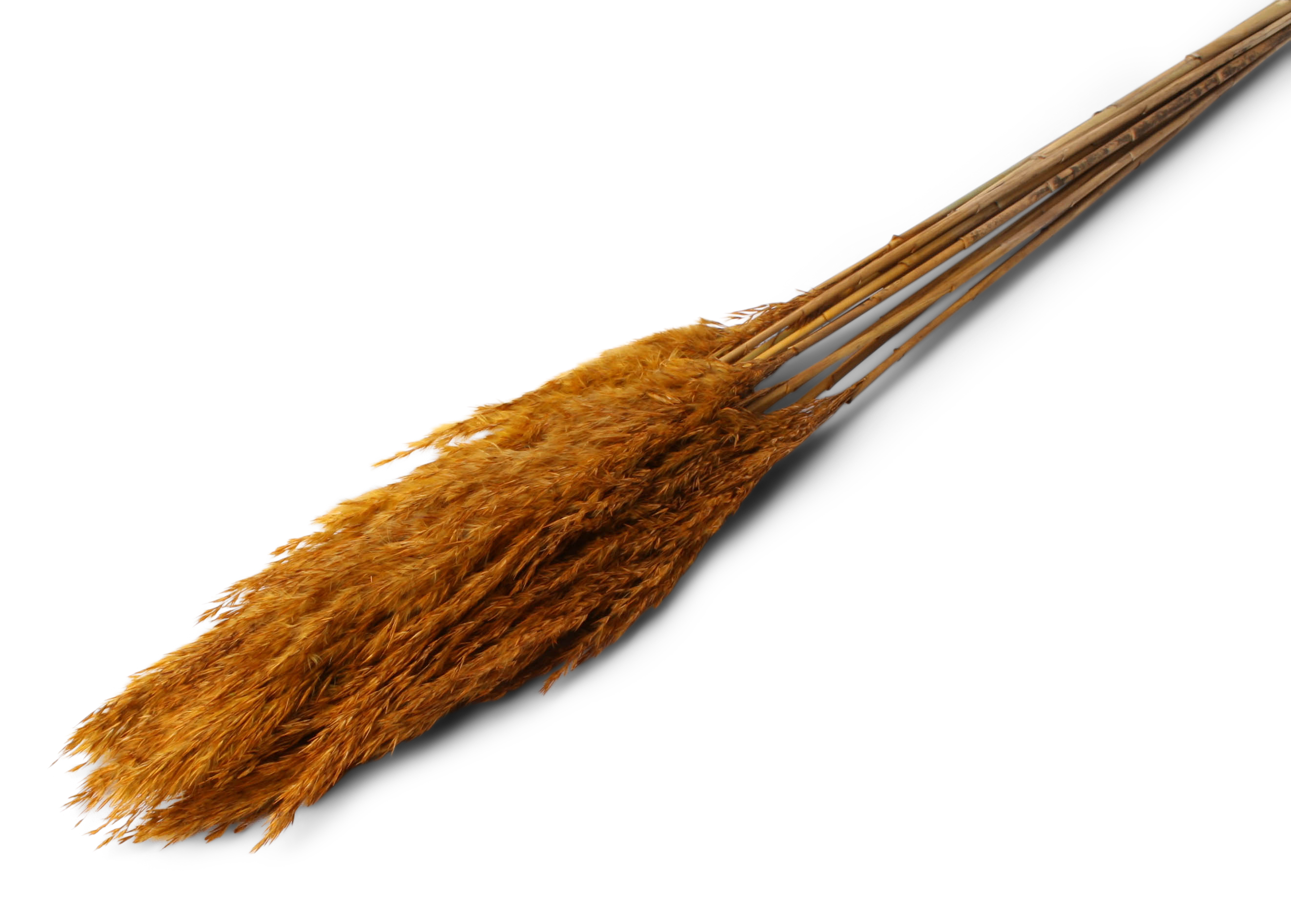 Plume Reed 20-35cm HD aspen gold 100cm 100g