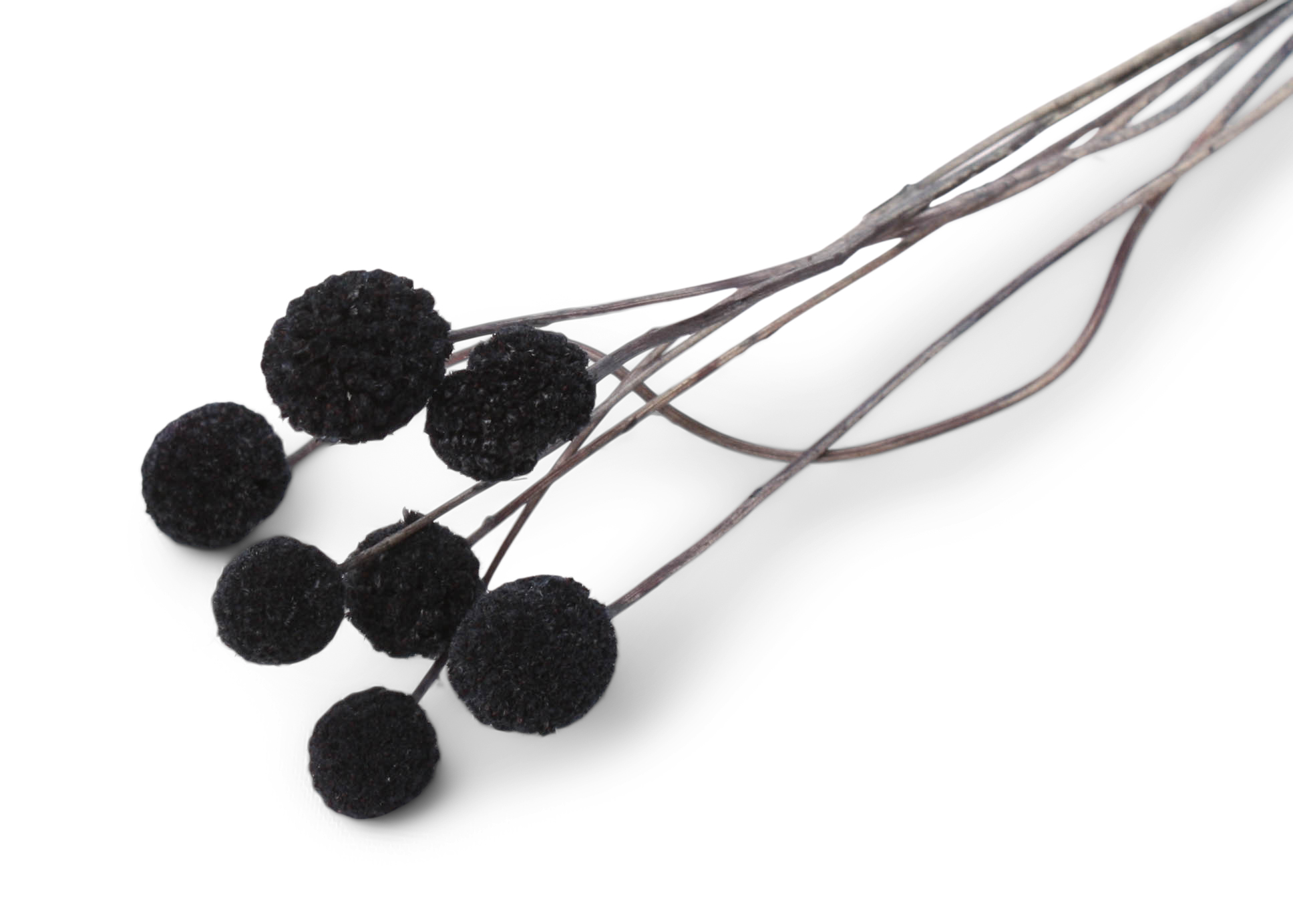 Craspedia Black 40-50cm 45g
