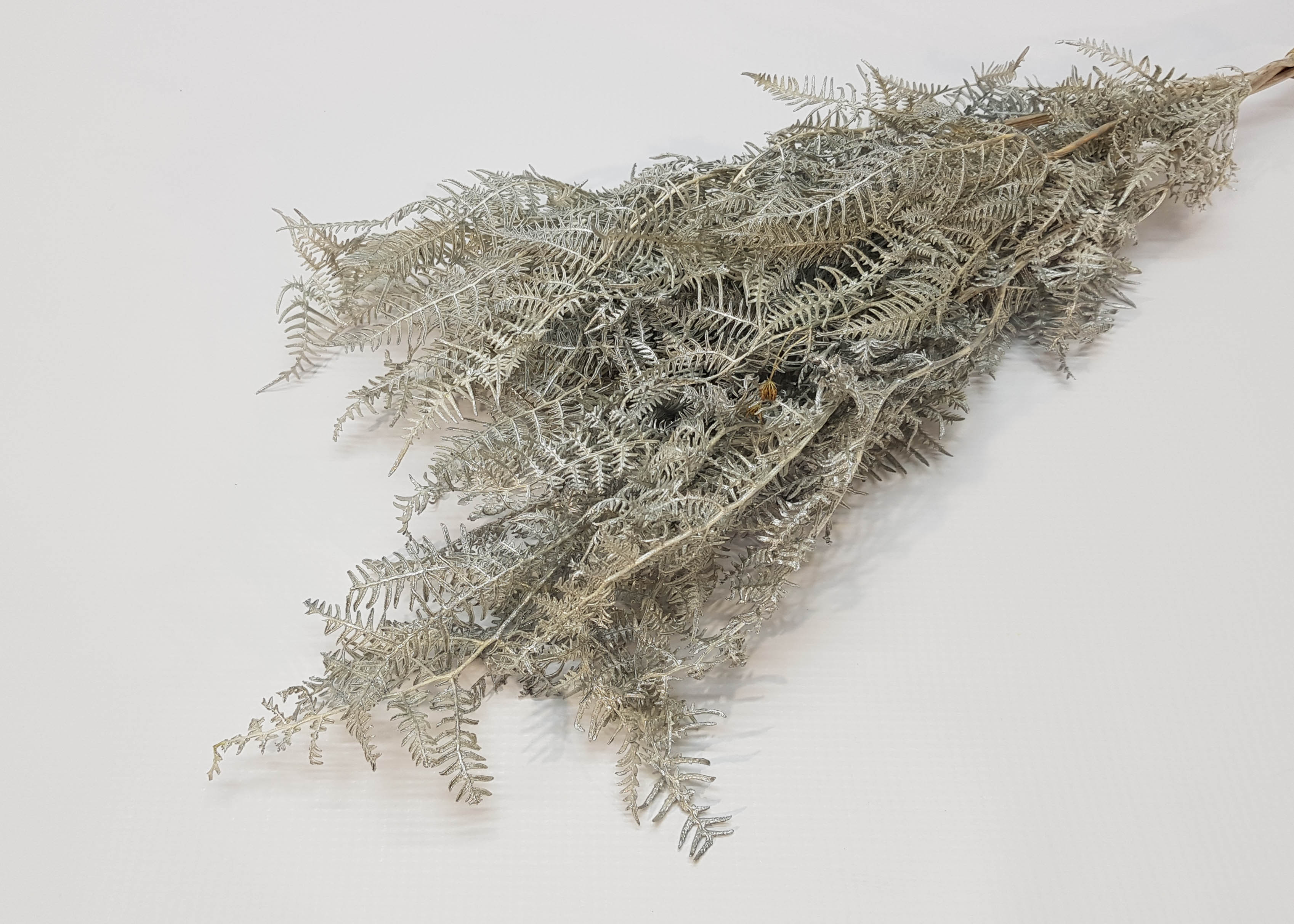 Bracken Fern bleached silver washed 40-50cm 50GR