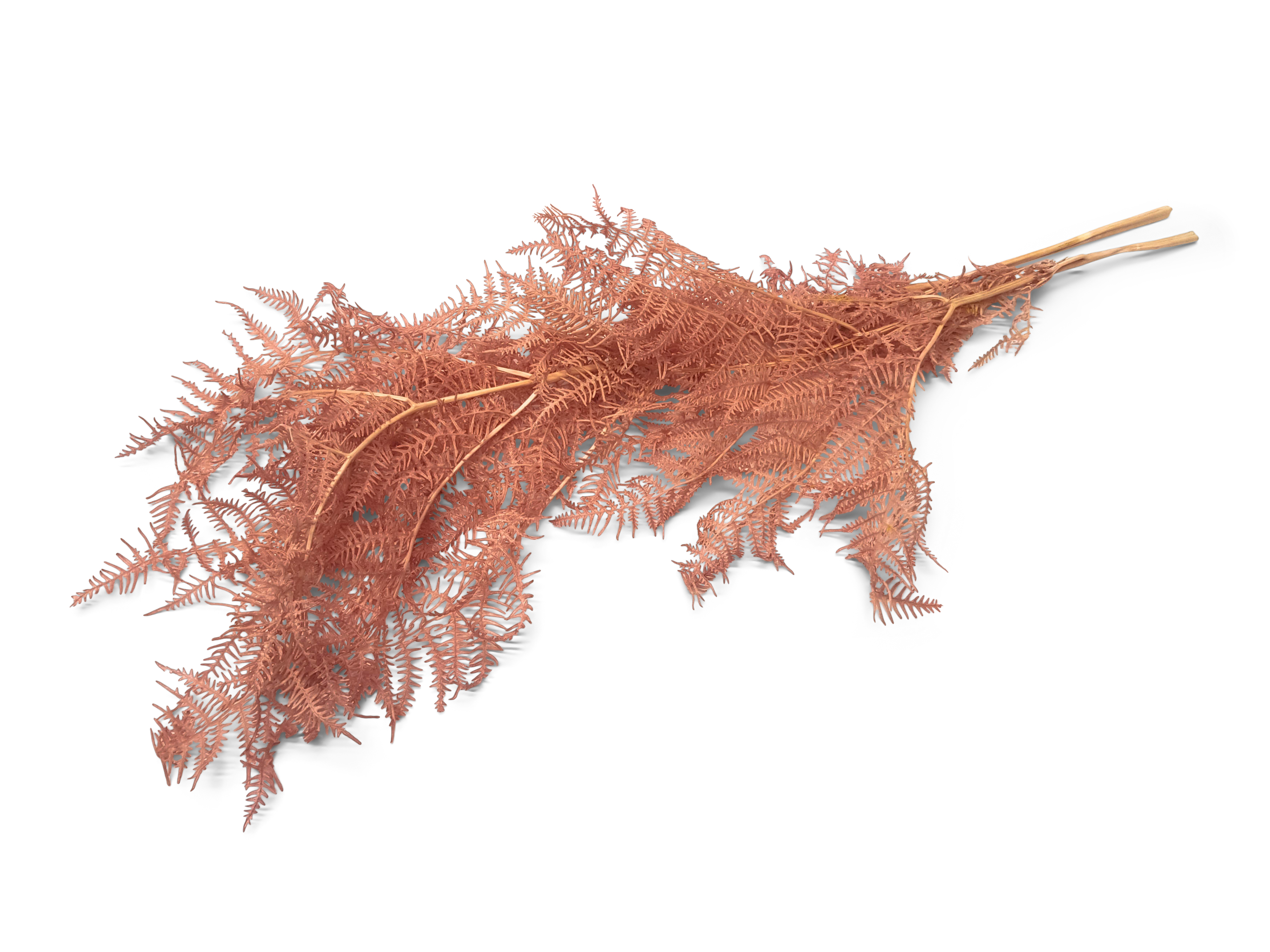 Bracken Fern p-erika 50 Gramm