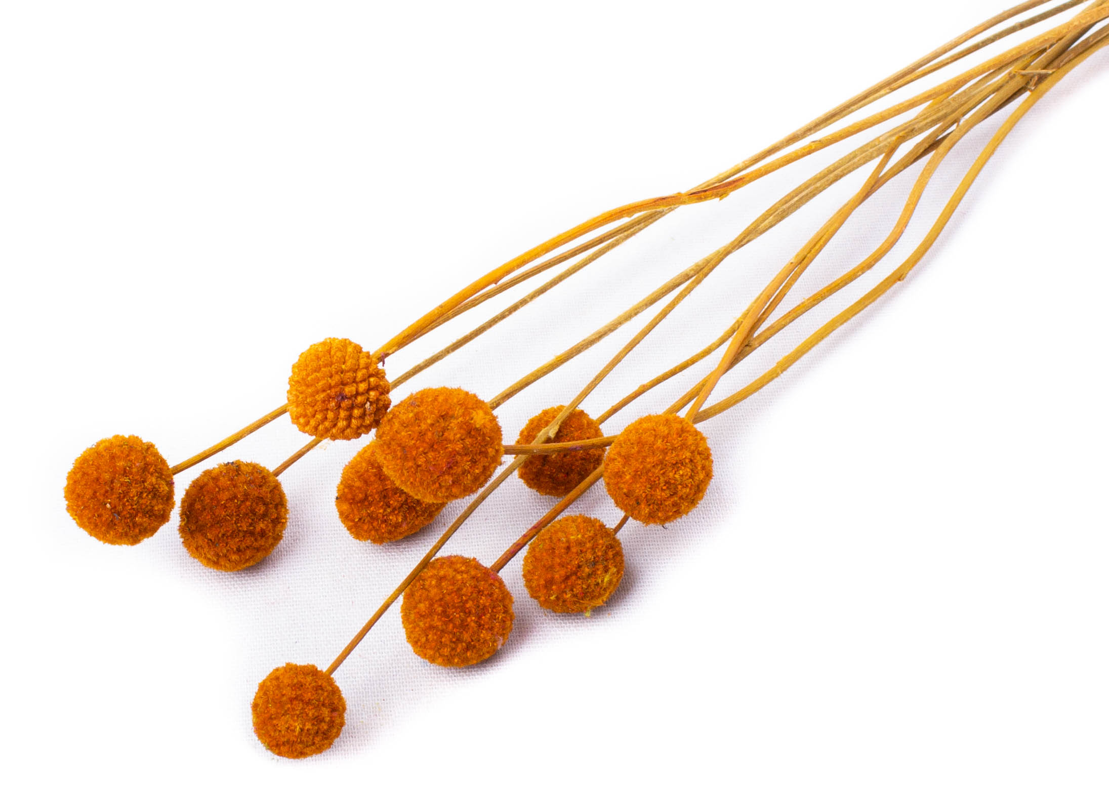Craspedia Aspen gold 40-50cm 45g
