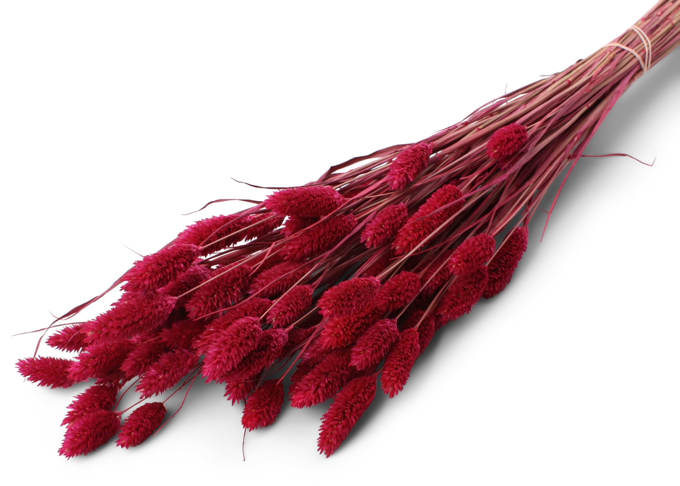 Phalaris Azalea 25-50cm 100g