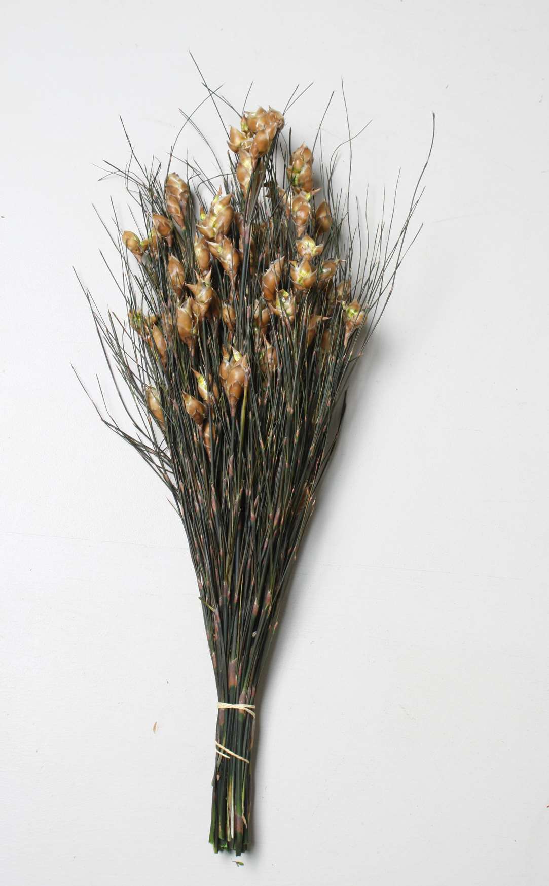 Bell Grass Female Short 125g preserved