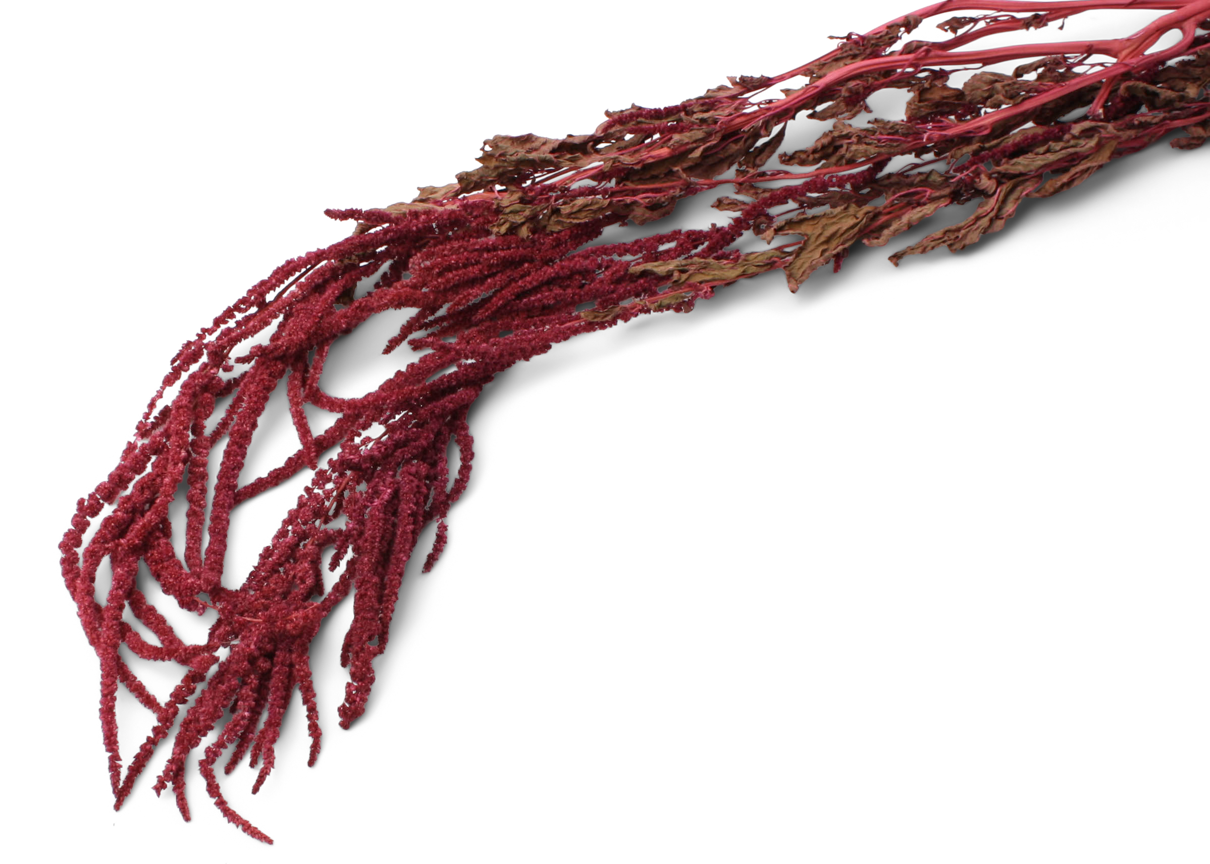 Amaranthus Caudatus Erika 80-100cm 75g
