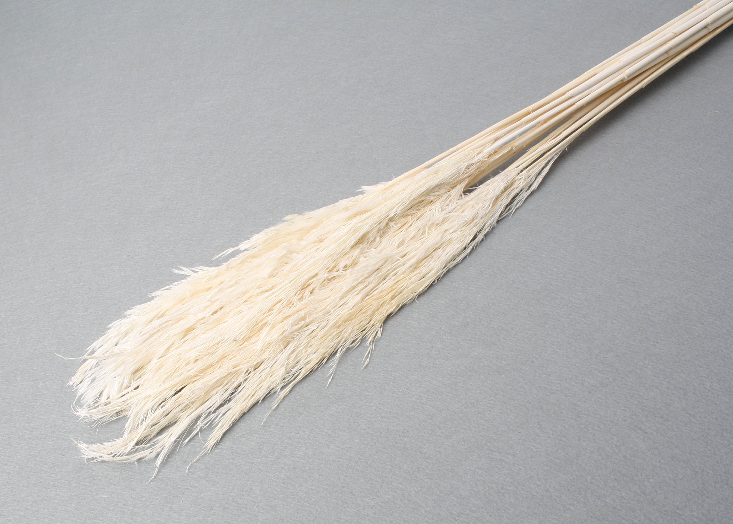 Plume Reed 20-35cm HD bleached 100cm 75g