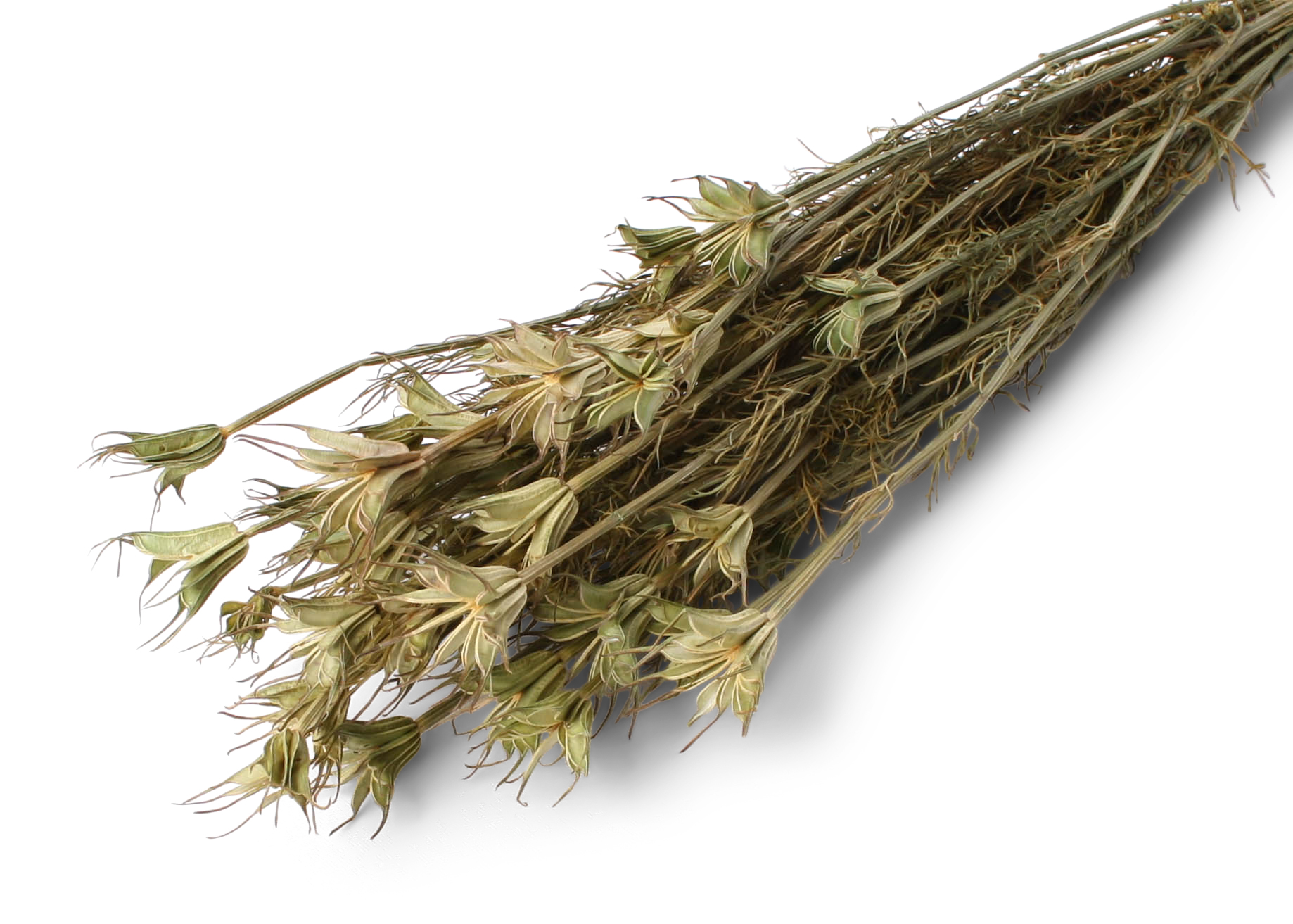 Nigella 35-50cm 100g