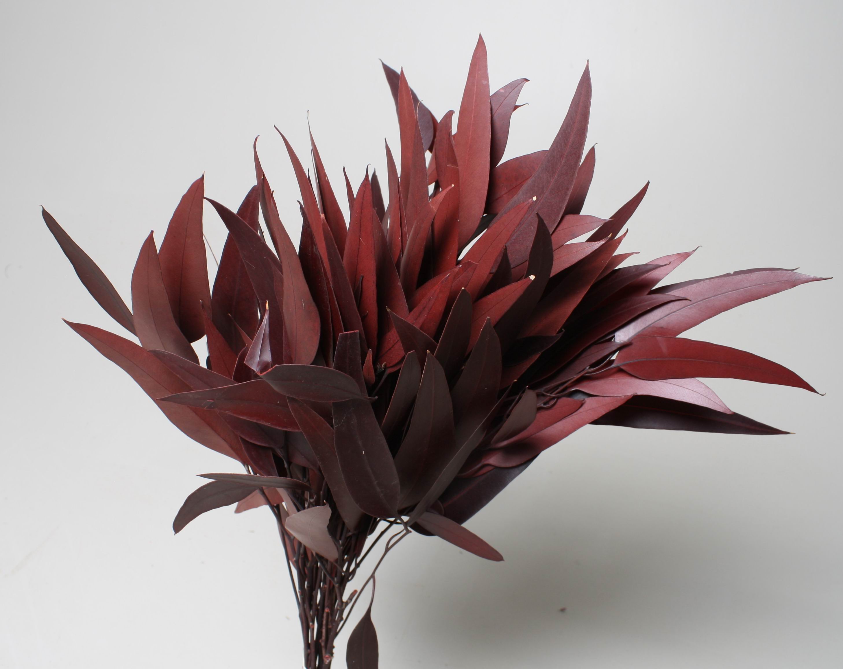 Eucalyptus Willow Red 40-50cm 75g