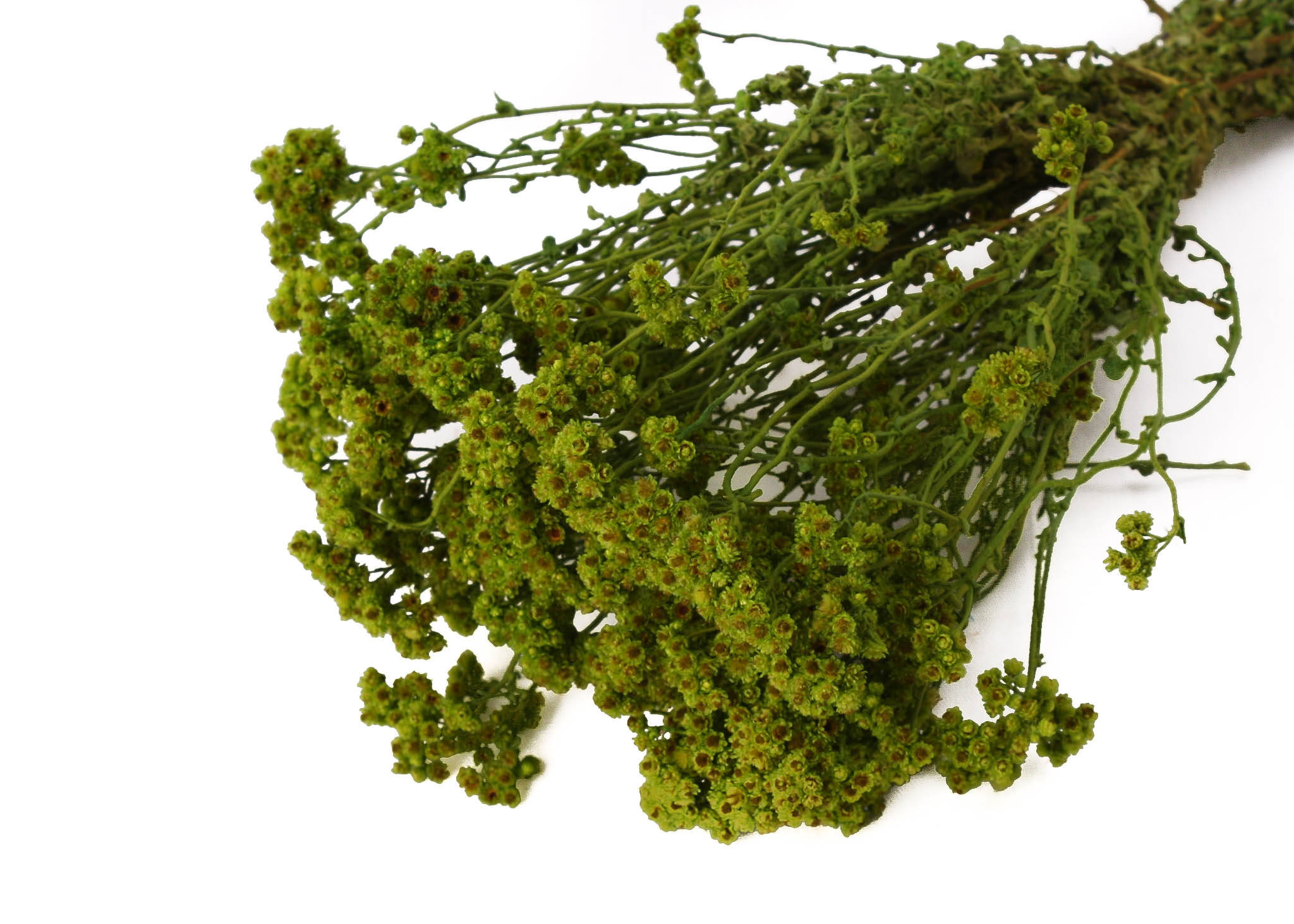 Crispum Basil 25-30cm 75g