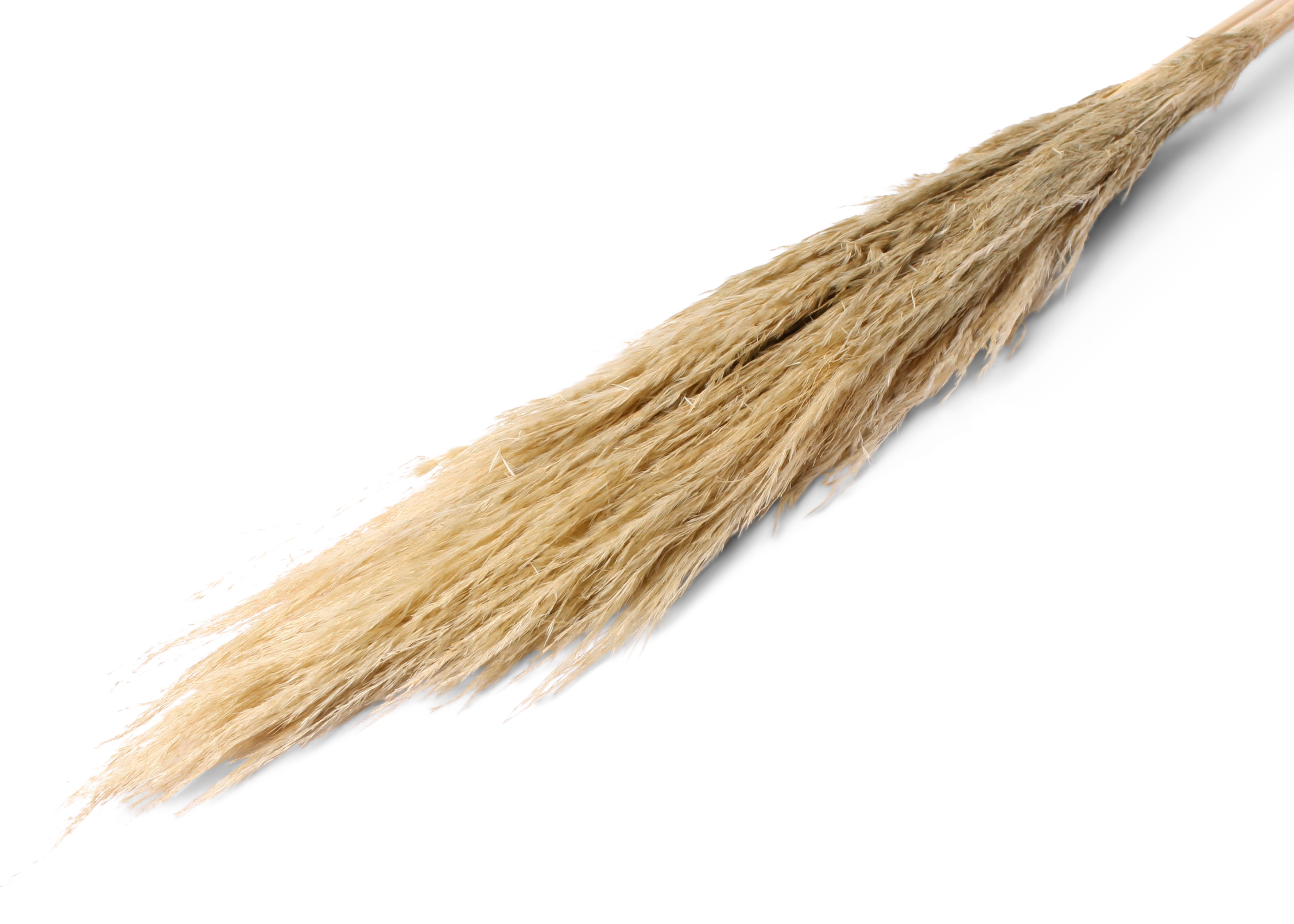 Pampas 40-70cm Hd gold pastel 120cm 5 Stk