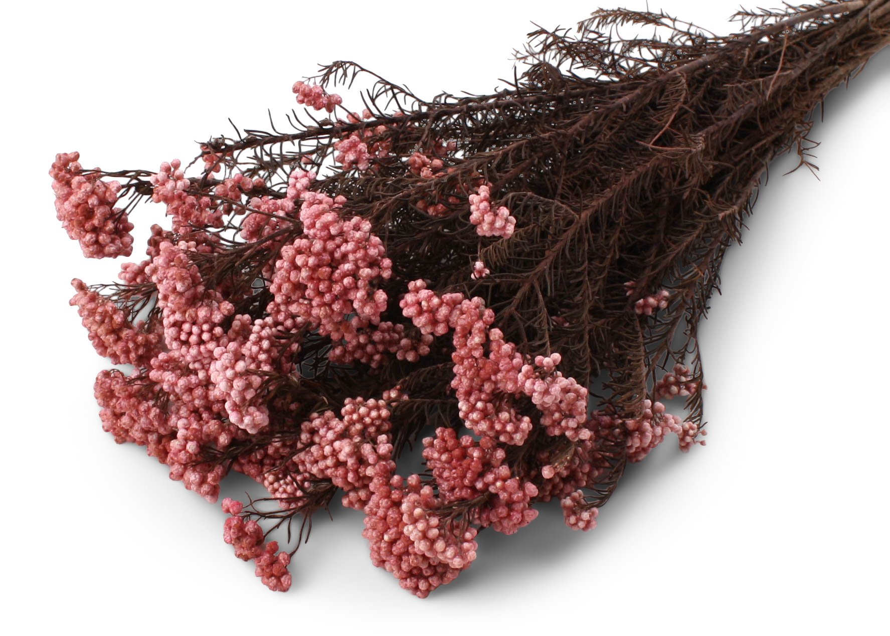 Rice Flower Altrosa 45-60cm 125g