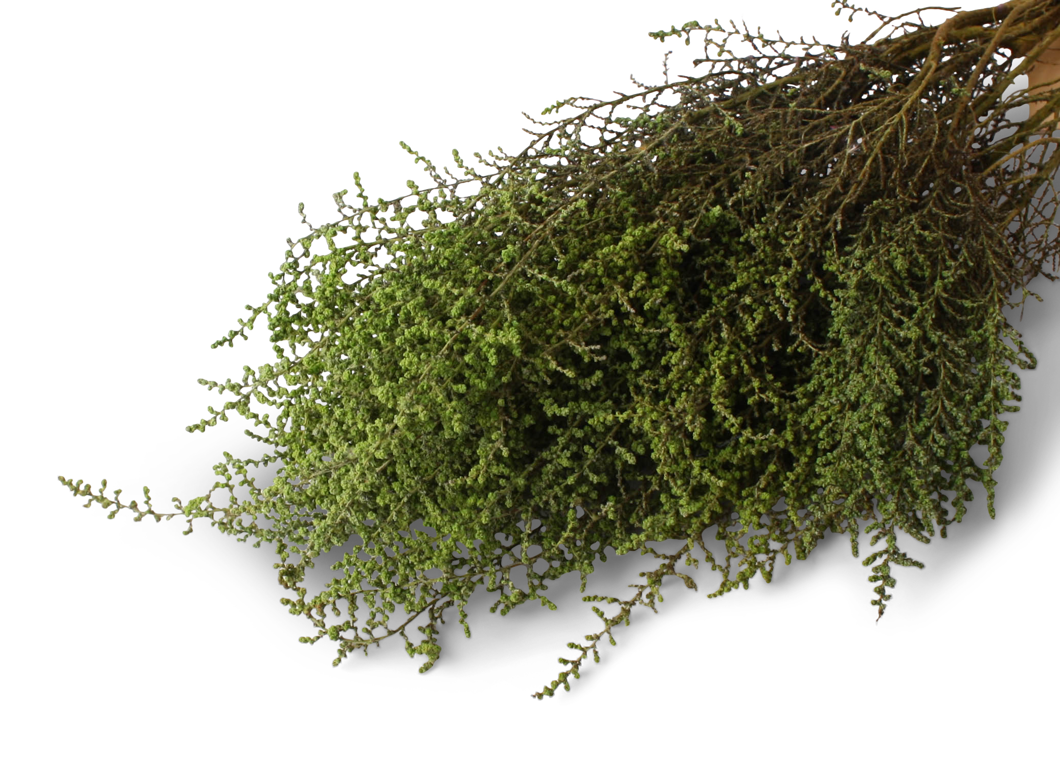 Stoebe Basil 75g preserved