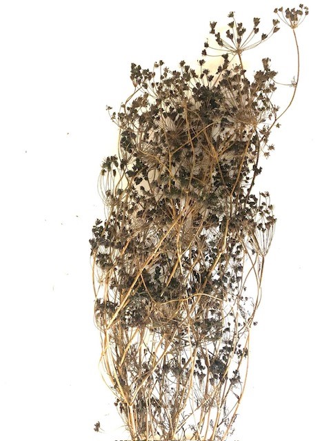 Fennel black 50-75 cm 50 g
