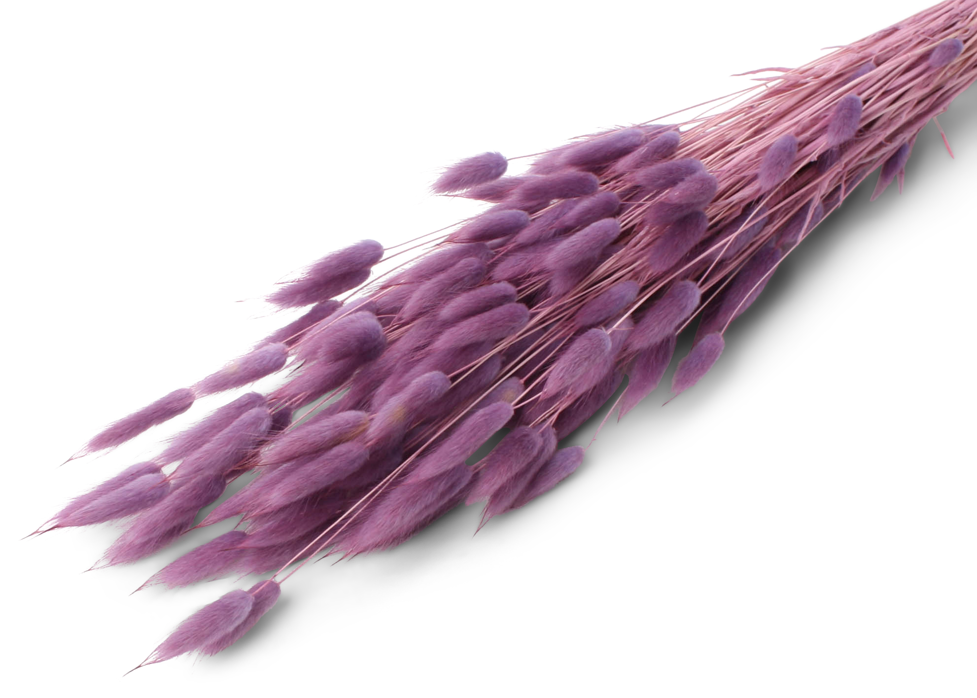 Lagurus ovatum p.lavender 55-60 cm 100g