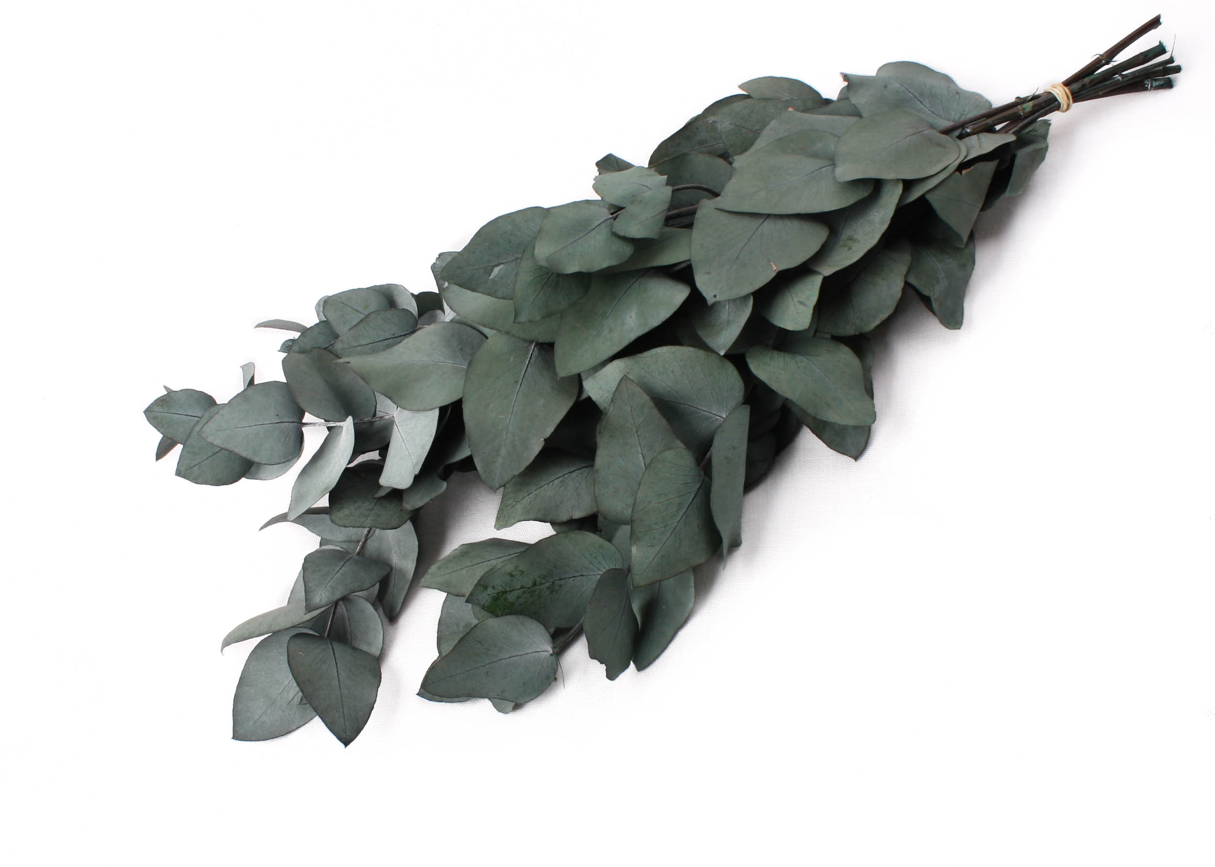 Eucalyptus Spiral Green 75g preserved