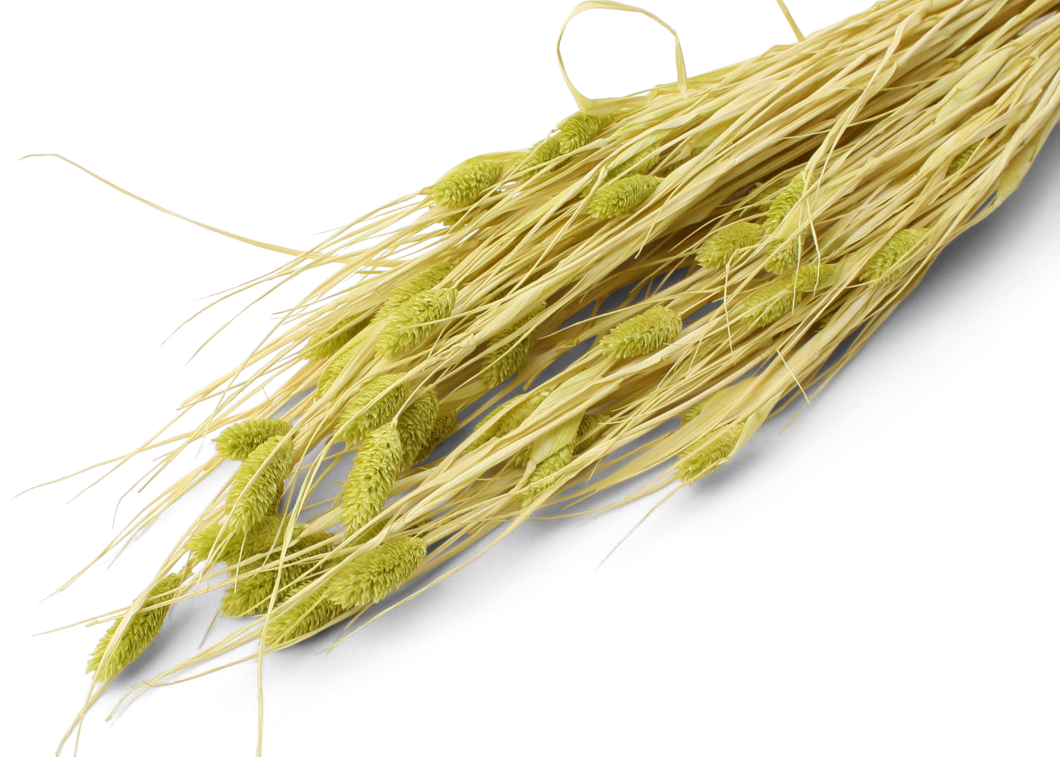 Phalaris p.a-green 25-50 cm 75 g