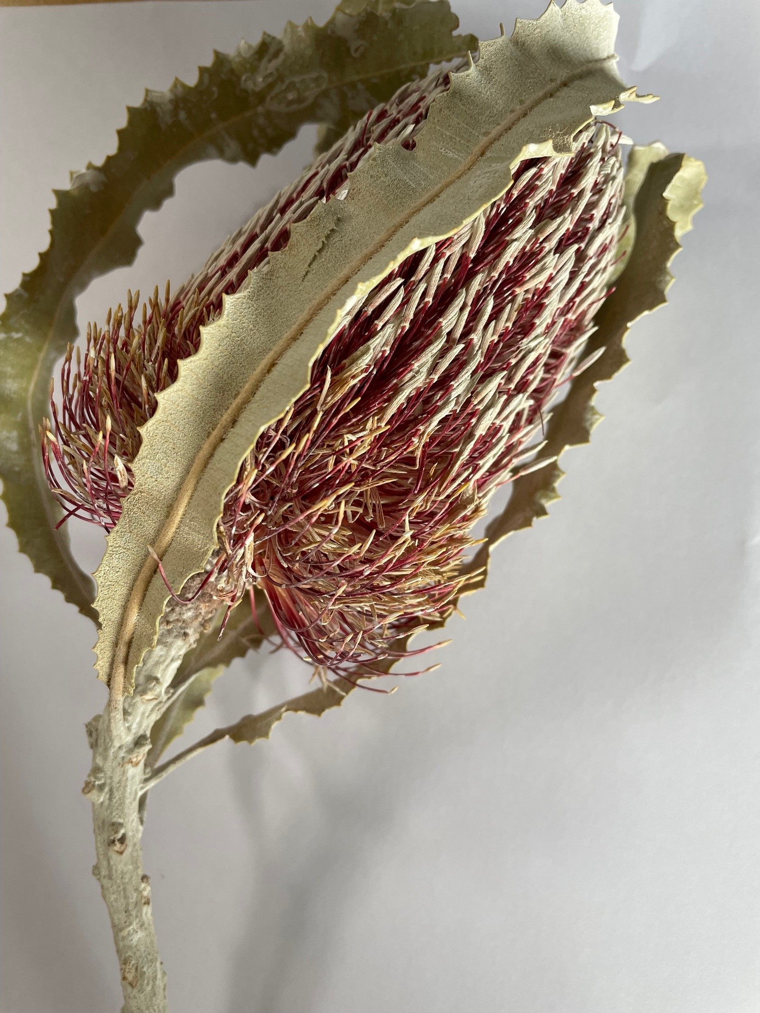 Tray Banksie Menziesii white washed 20 Stk