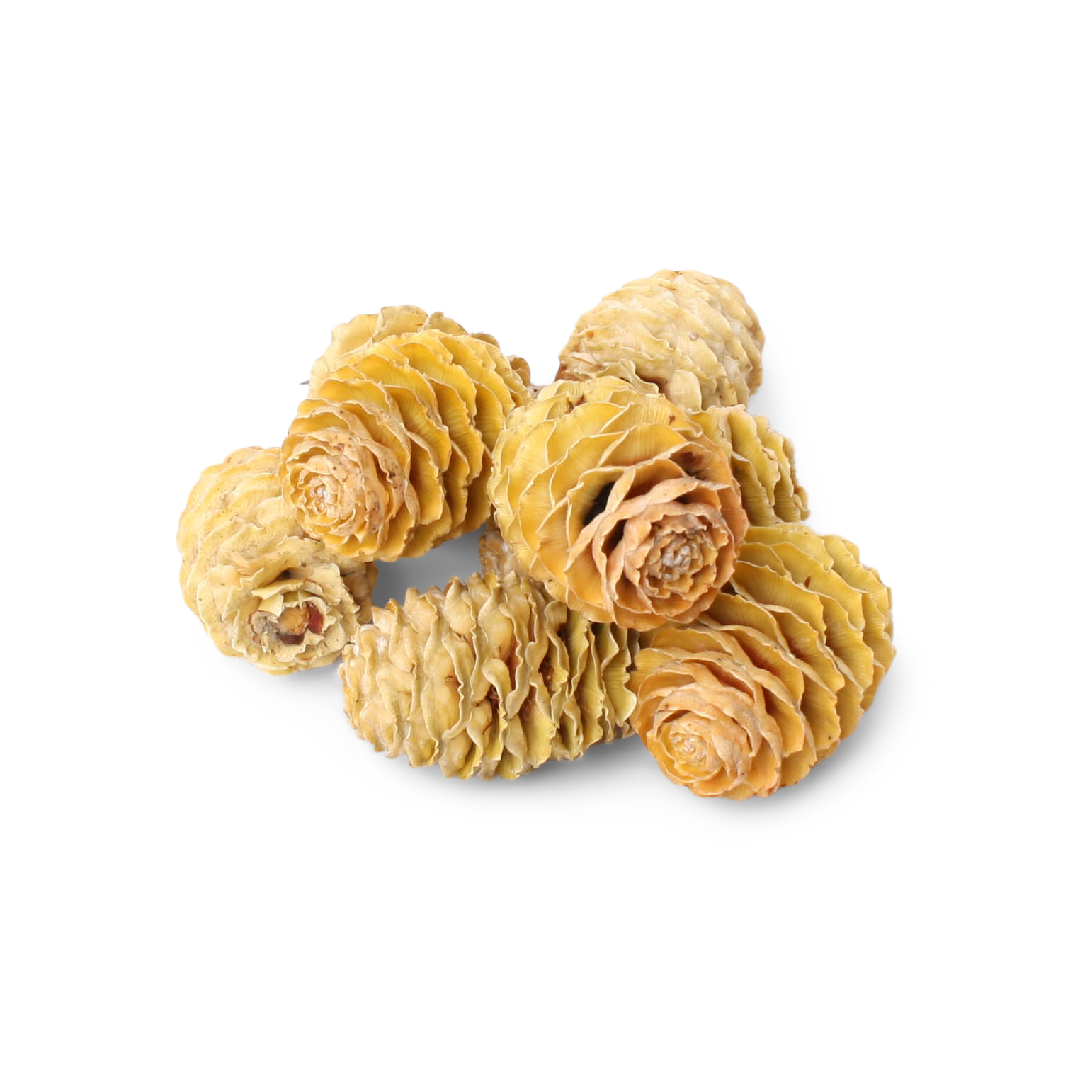 Sabulosumzapfen 1 kg im Poly