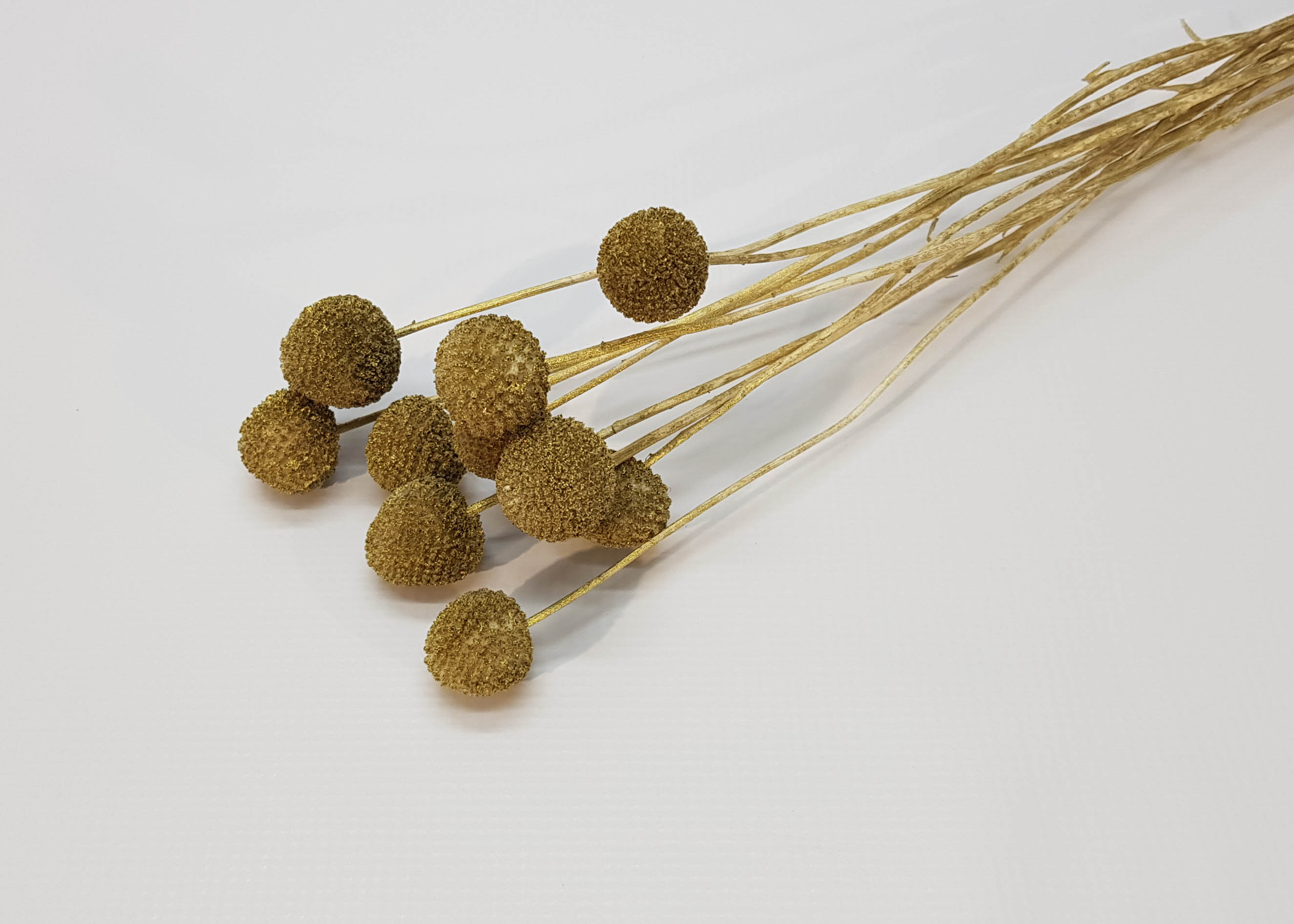 Craspedia bleached gold washed 40-50cm 20 STK