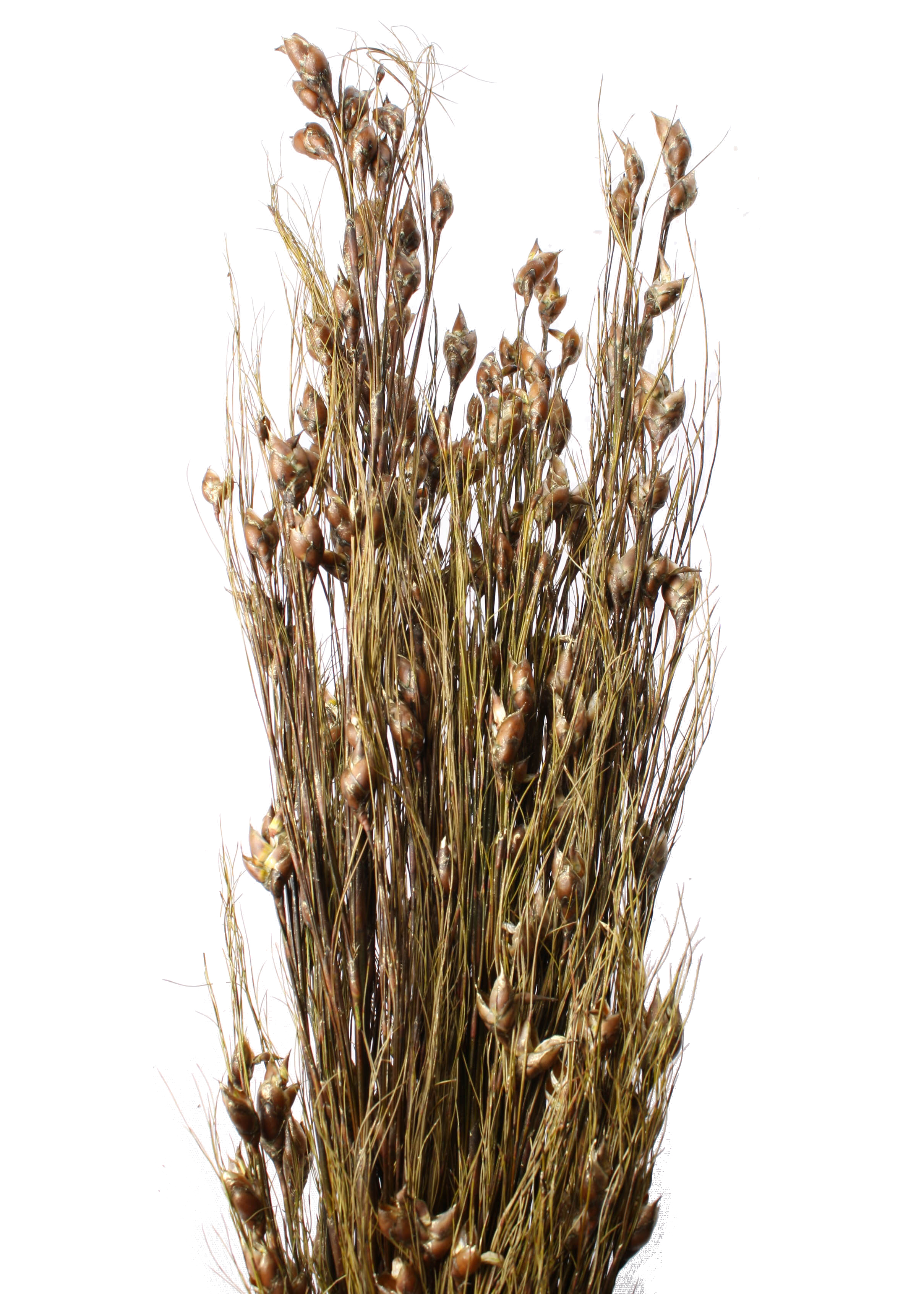 Bell Reed Long with Leaves 90-100cm 125g