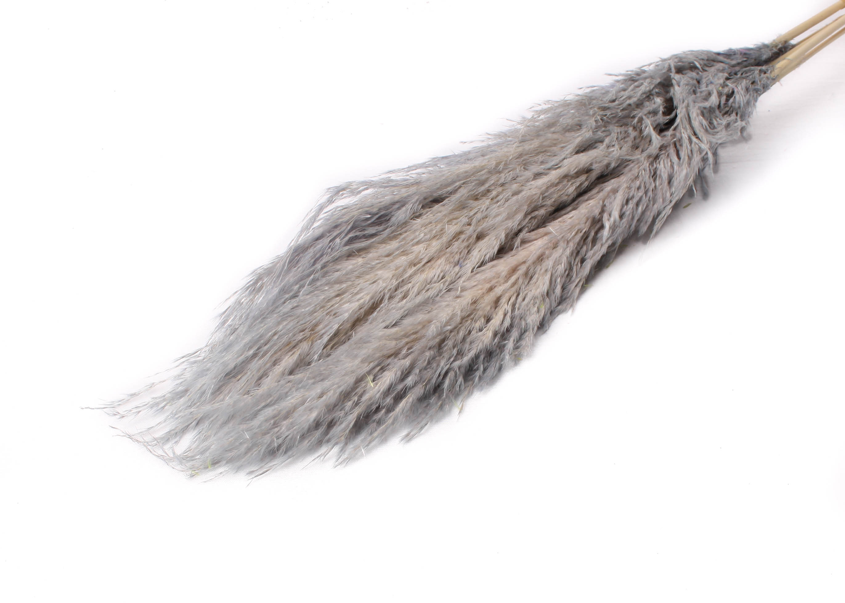 Pampas 40-70cm Hd cool grey pastel 120cm 5 Stk
