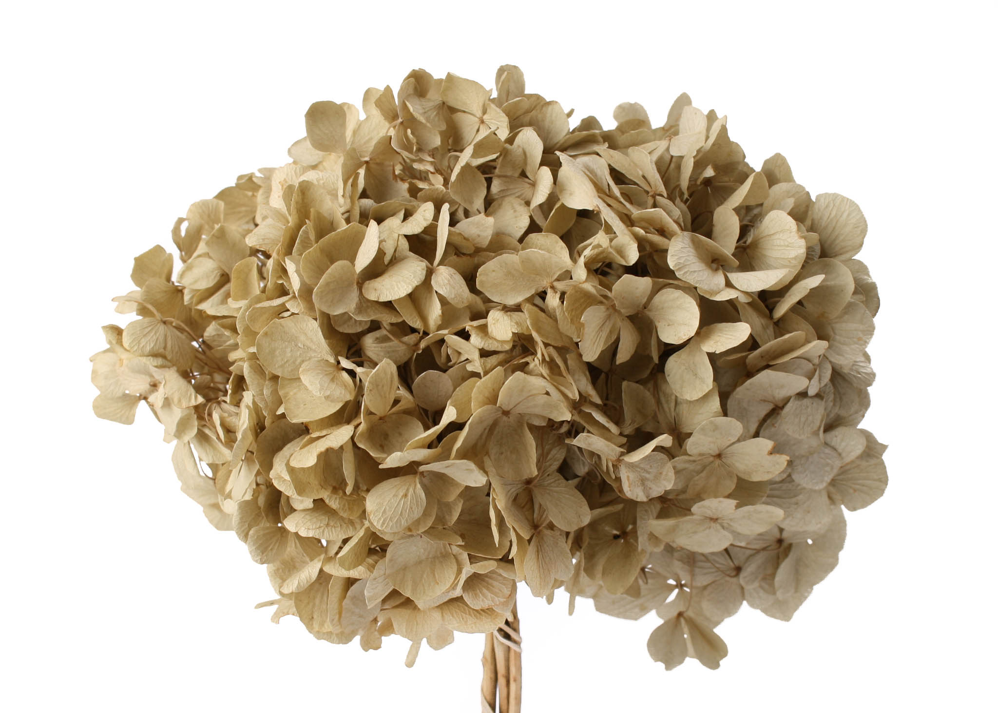 Hydrangea Ivory (15cm Hd) 20-25cm Stem