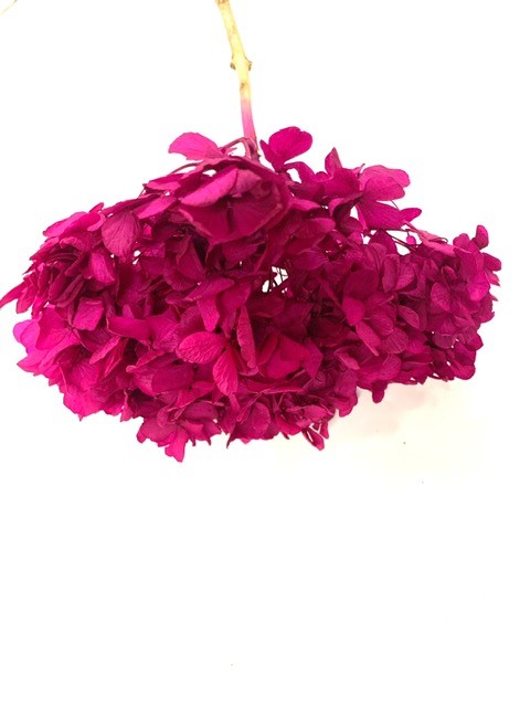 Hydrangea Rasberry (15cm Hd) 20-25cm Stem