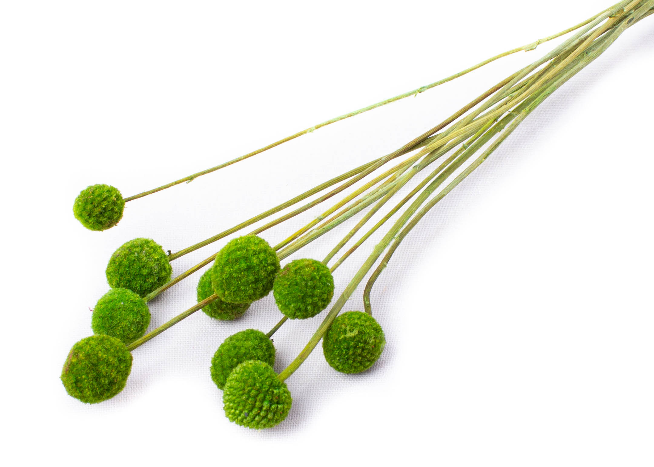 Craspedia basil 40-50cm 45g