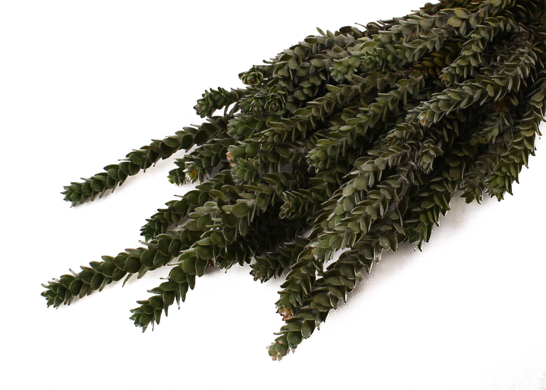 Buxifolia Young Green 75g