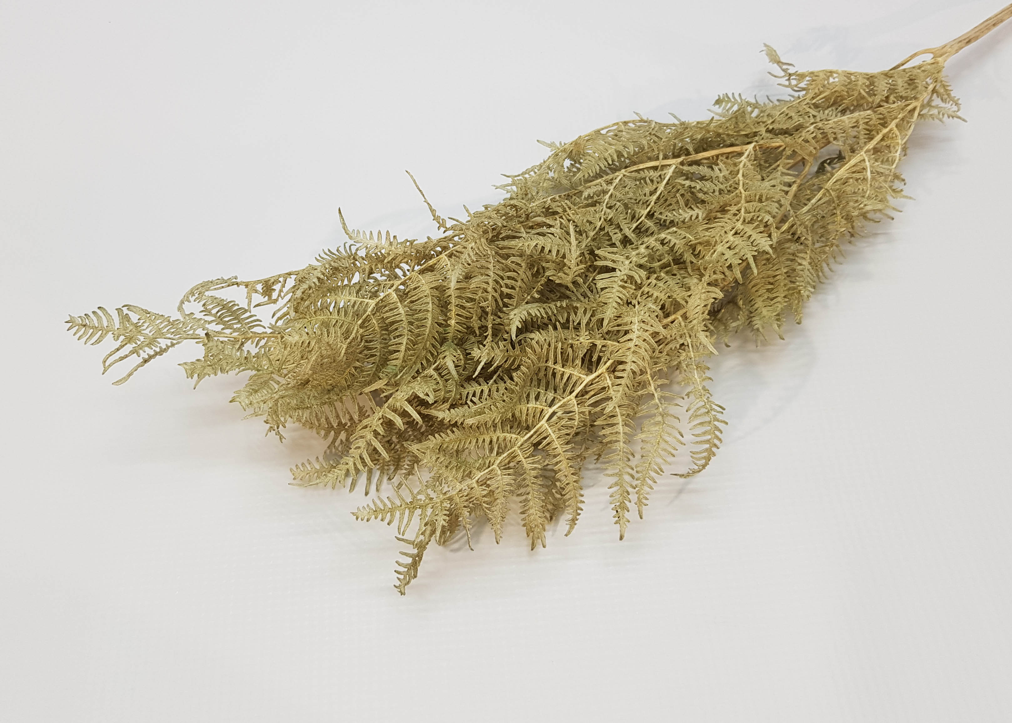 Bracken Fern bleached gold washed 40-50cm 50GR
