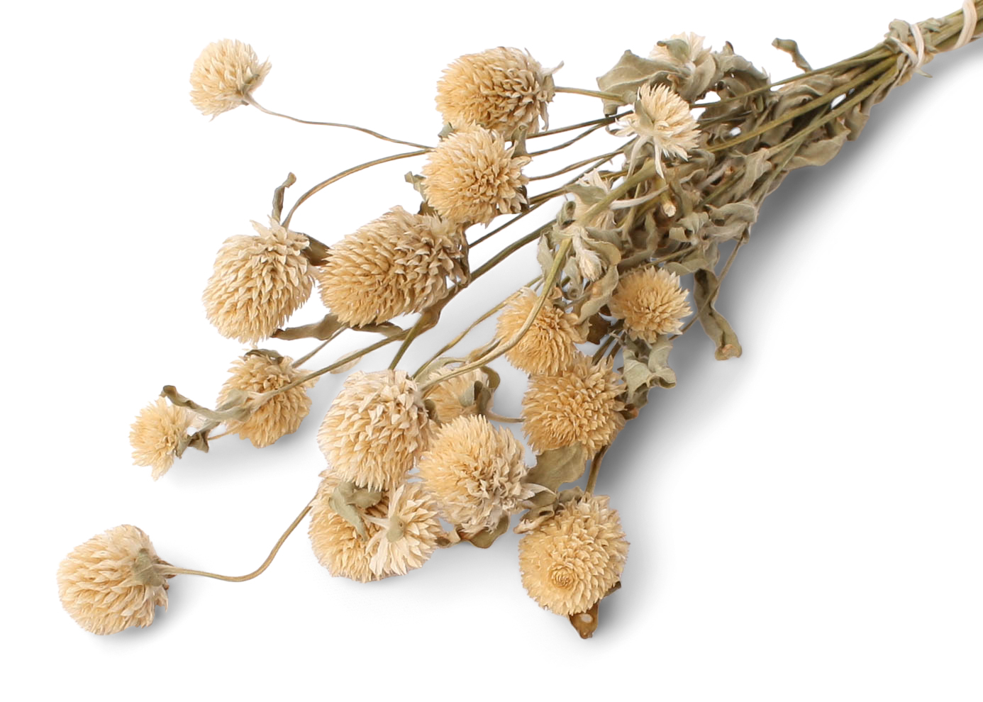Gomphrena 30-40 cm 75g white