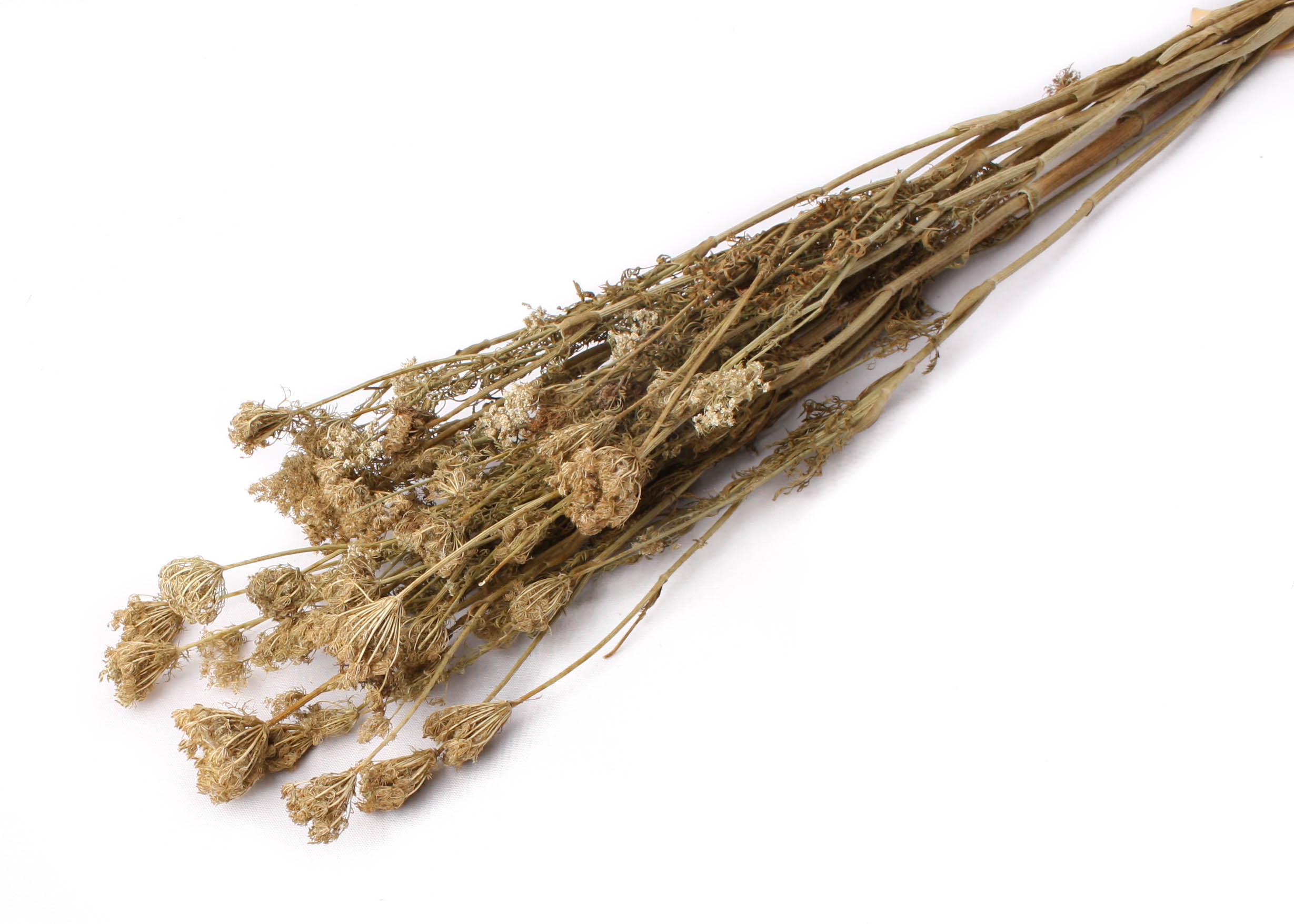 Apiales 45-75cm 100g