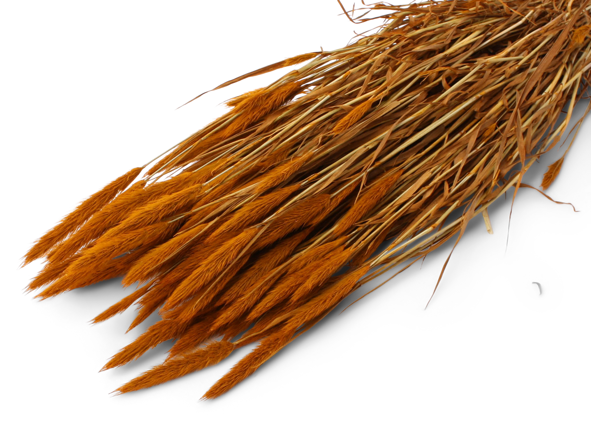 Polypogon aspen gold 55-60cm, 75g