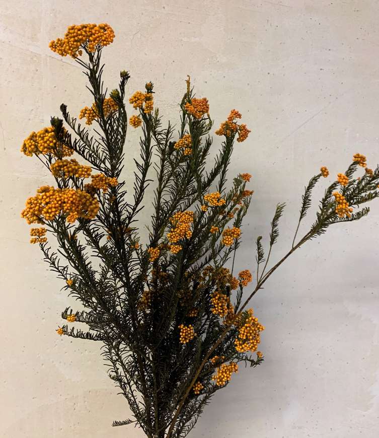 Rice Flower Aspen Gold 45-60cm 125g