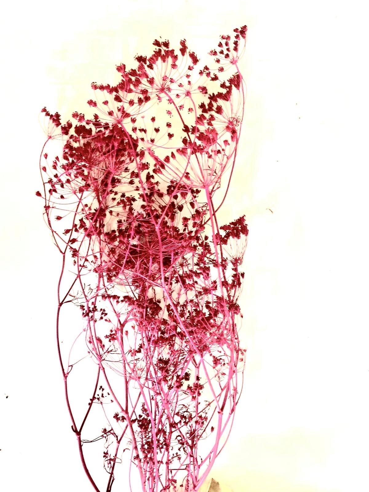 Fennel Azalea 50-75 cm 50 g