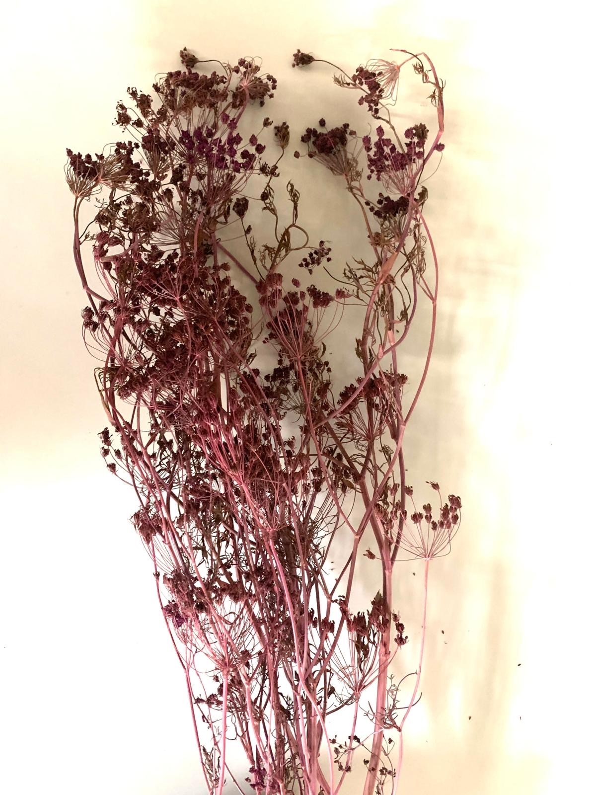 Fennel erika 50-75 cm 50 g