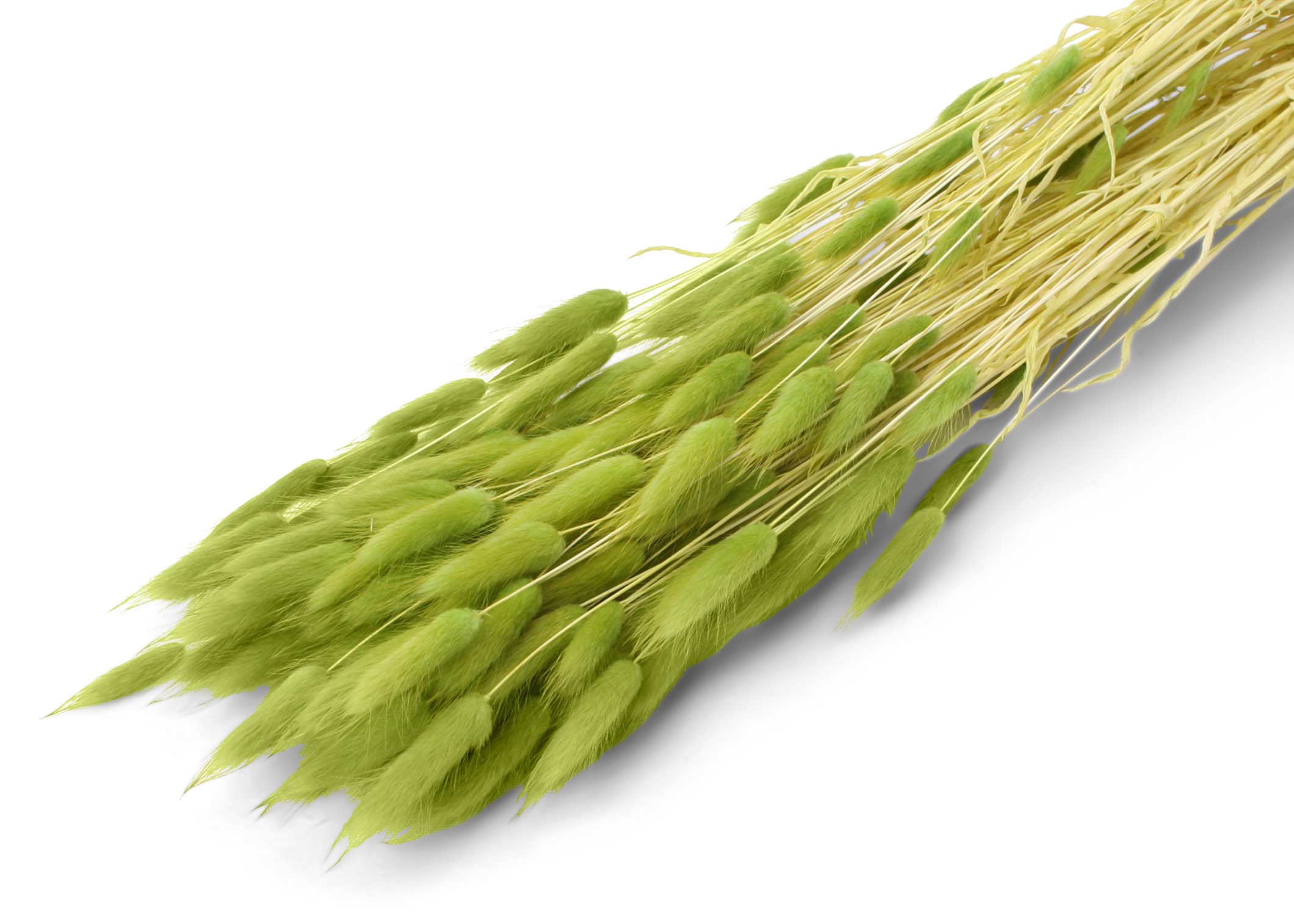 Lagurus ovatum p. angel green 55-60 cm 100g