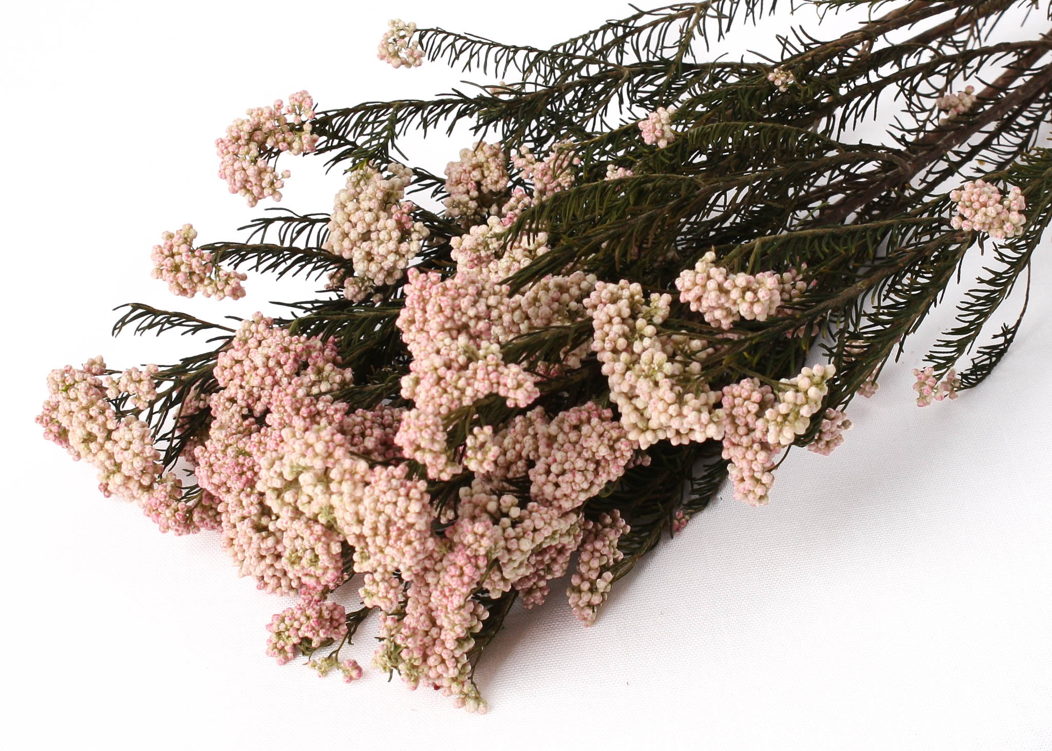 Rice Flower Natural Pink 125g preserved