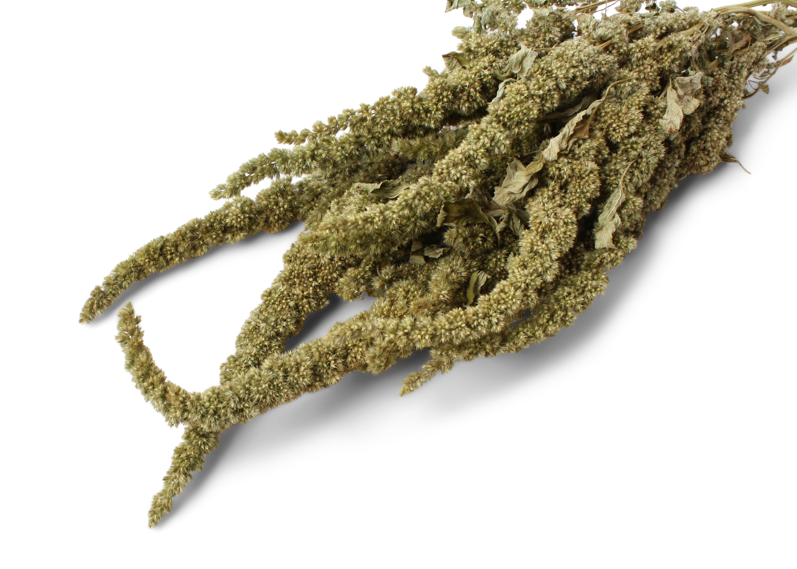 Amaranthus Green Thumb 10-35 75 GR