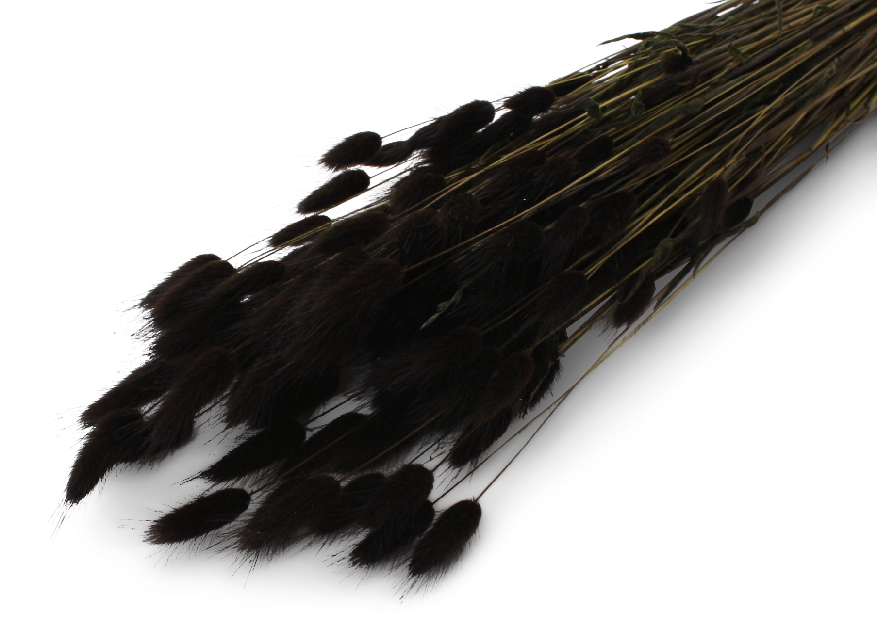 Lagurus Ovatum Black 55-60cm 100g