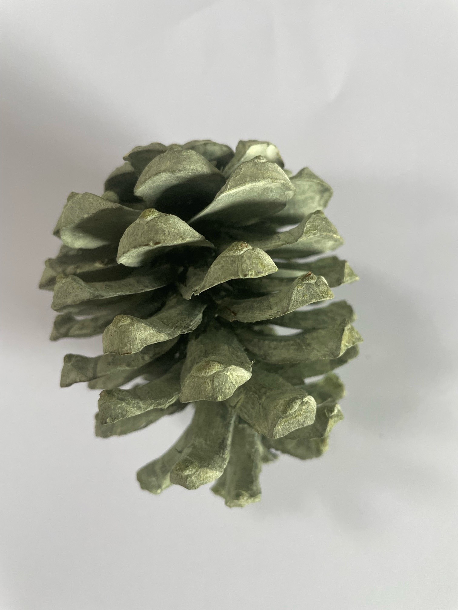 Tray Maritima green 30 Stk