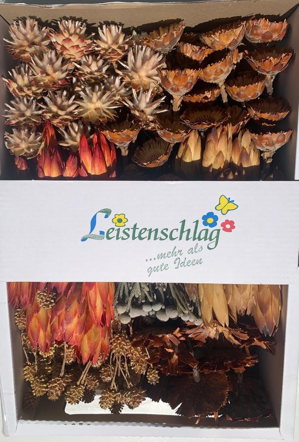 Tray Sortiment Afrika natur 100 STK new