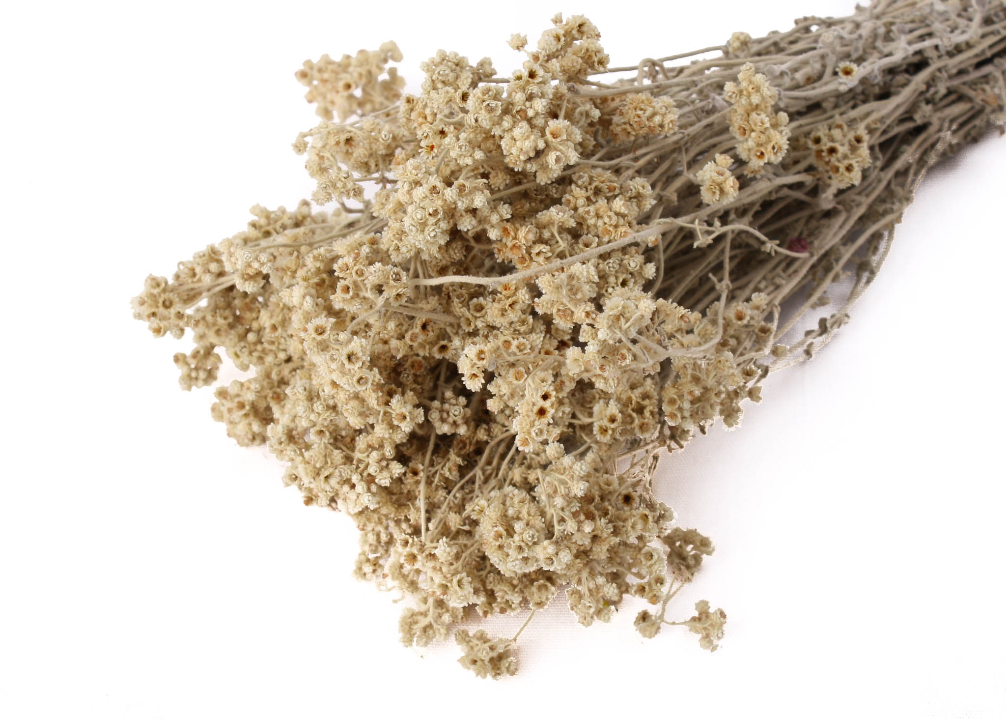 Crispum Cream 75g preserved