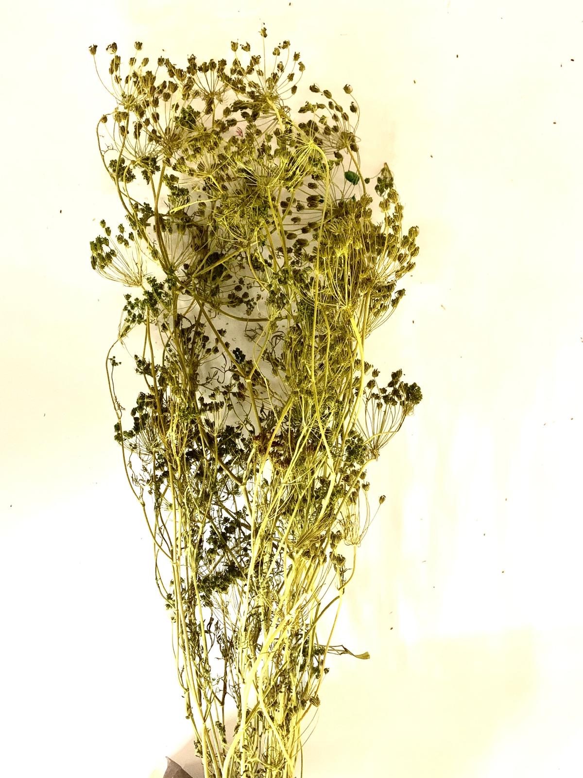 Fennel basil 50-75 cm 50 g