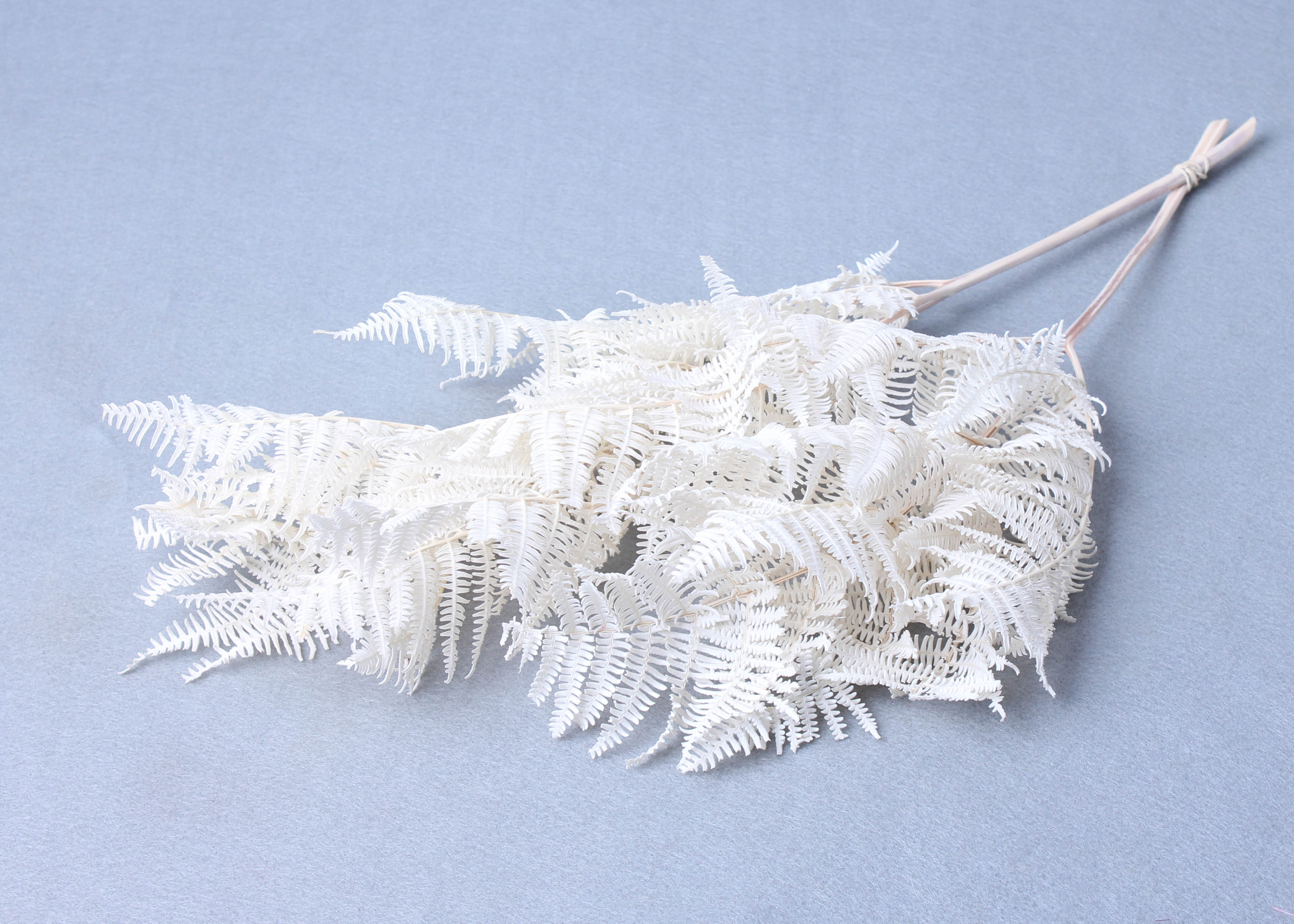 Bracken Fern bleached 50 Gramm