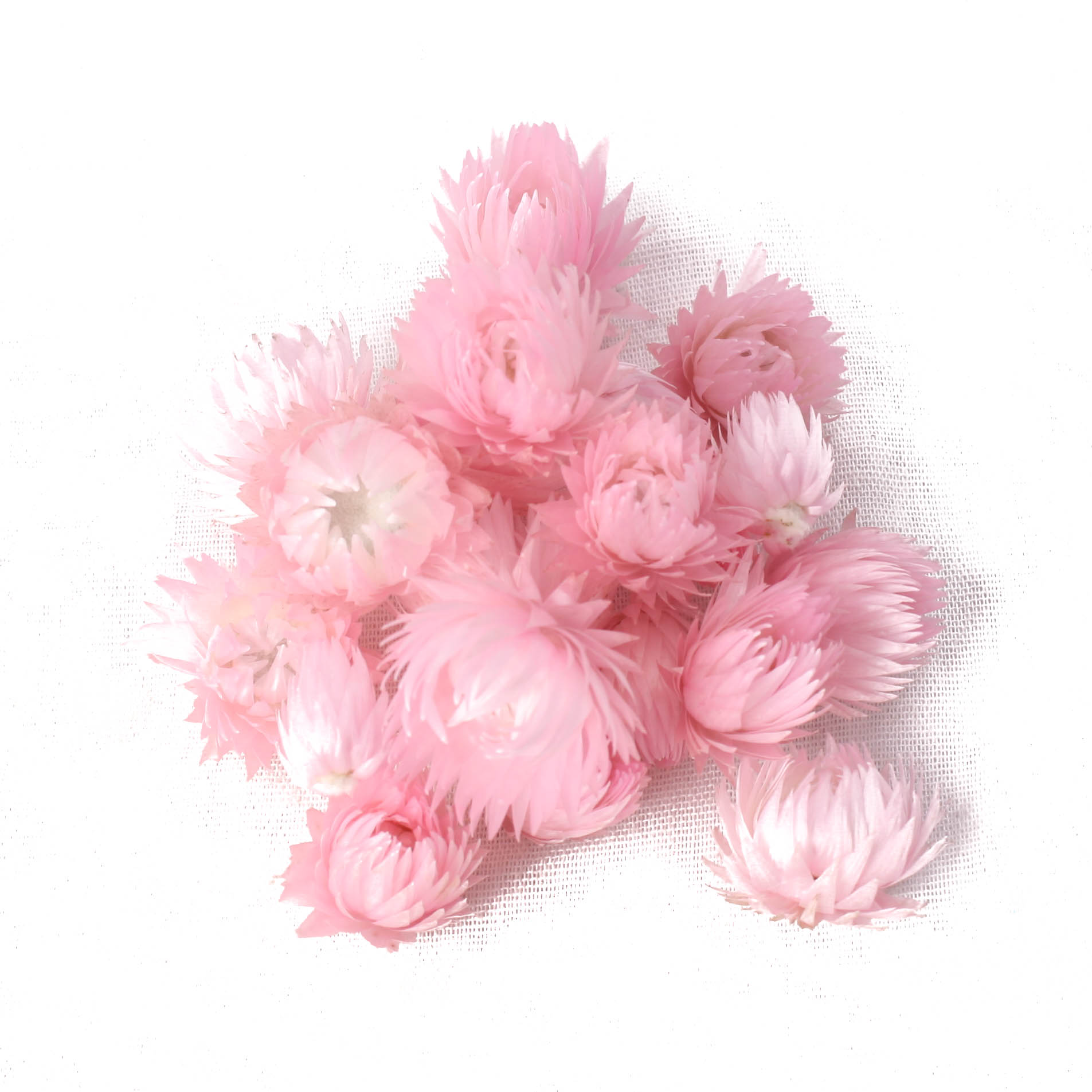 Capblumen Med Loose Pink 30g