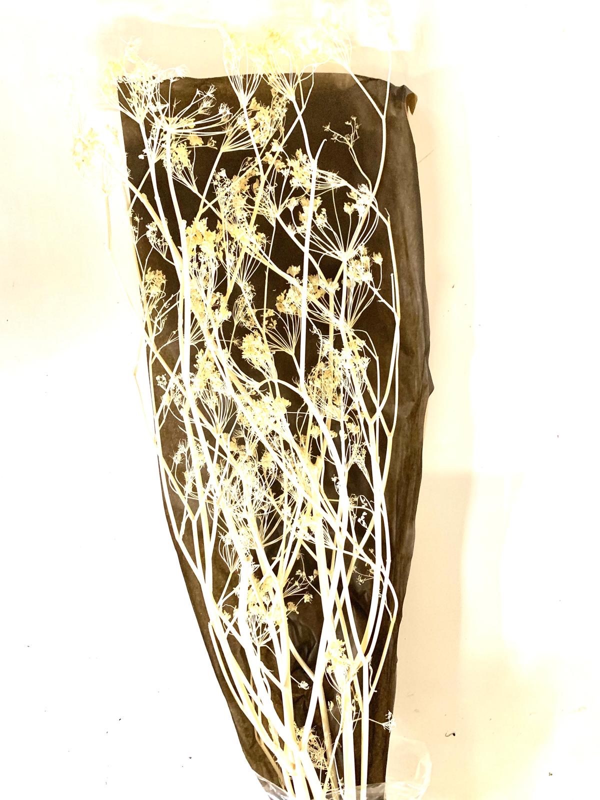 Fennel bleached 50-75 cm 50 g