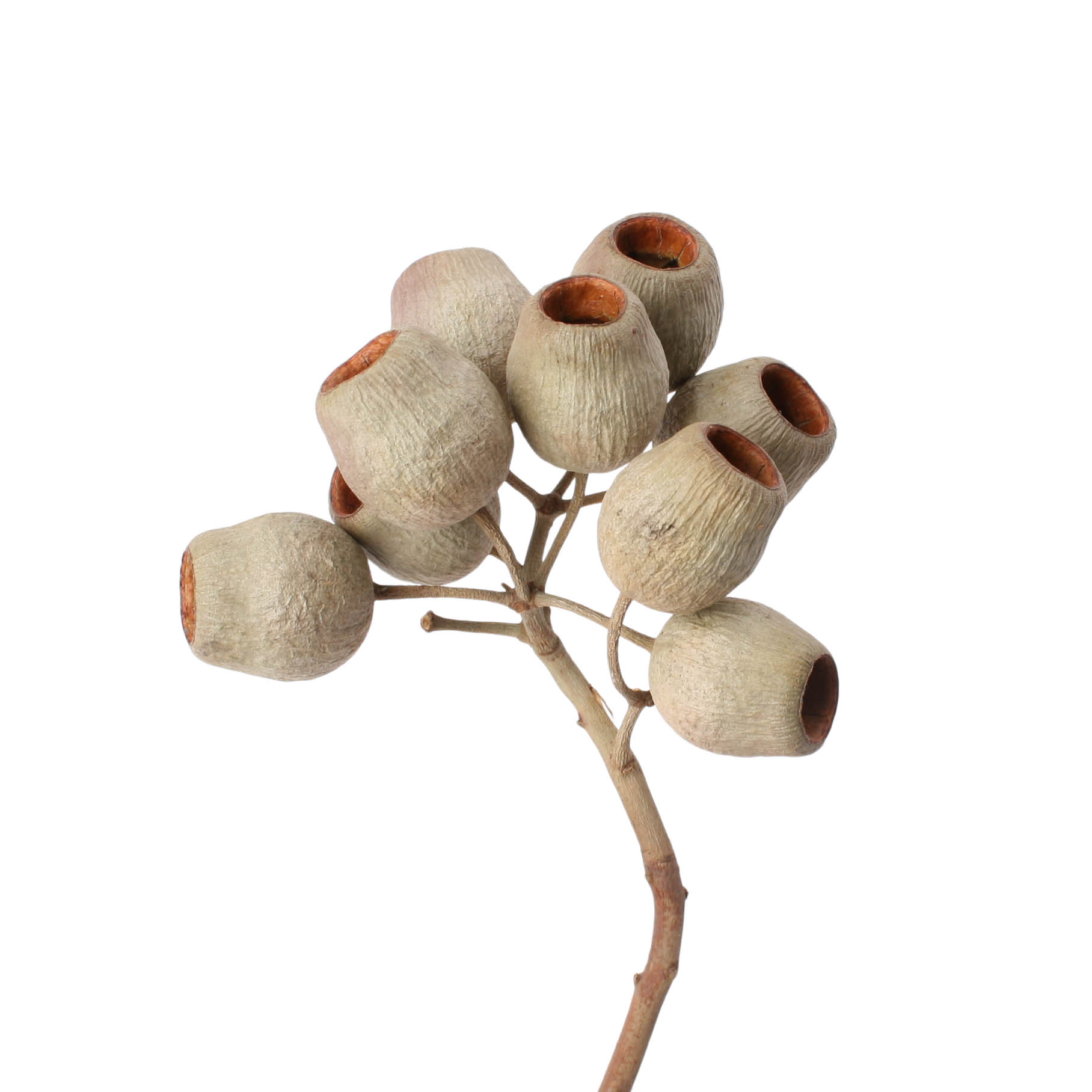 Tray Bellgum Branche 5-7 50 STK