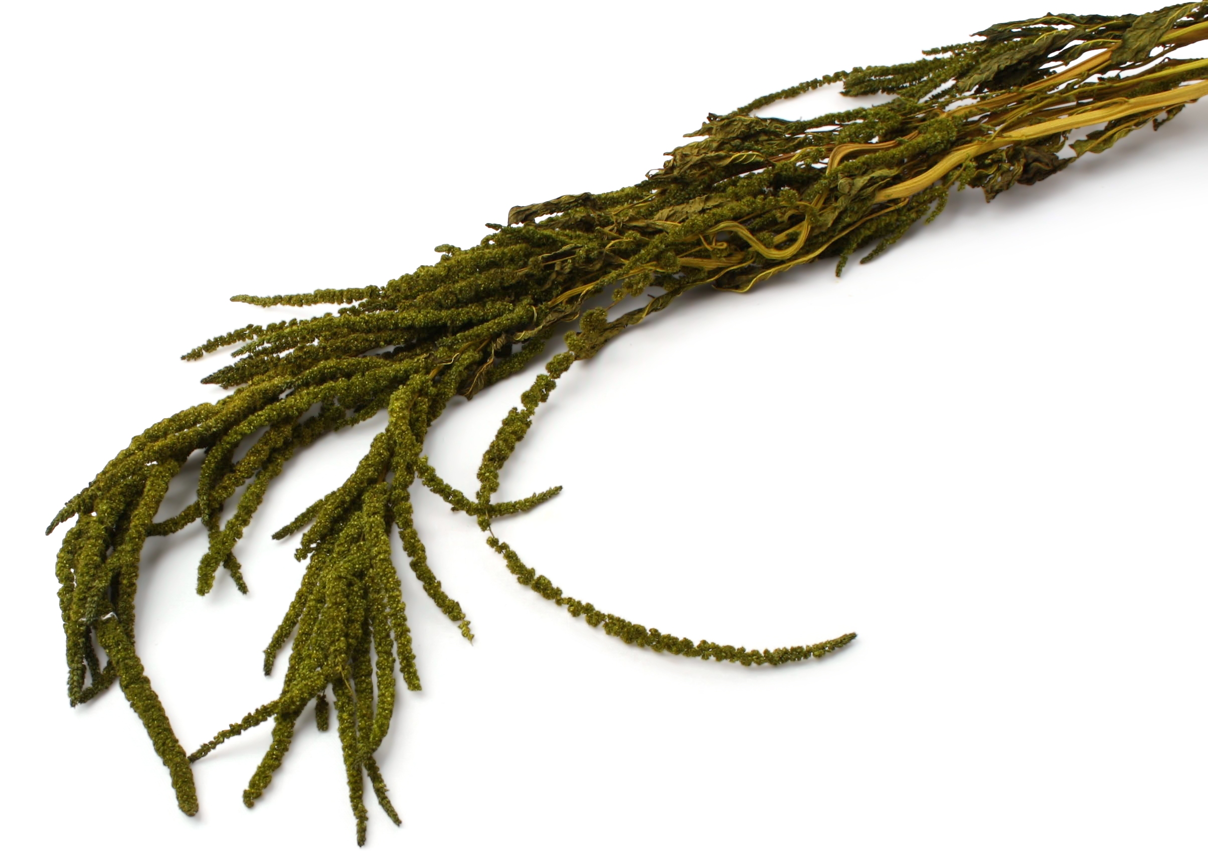 Amaranthus Caudatus Antik Moos 80-100cm 75g